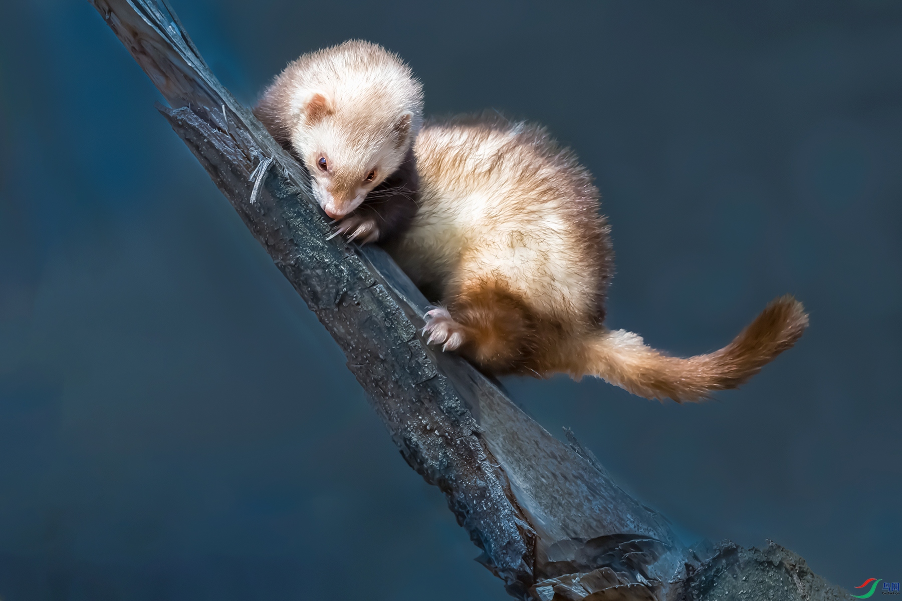 ʯ��----����С����