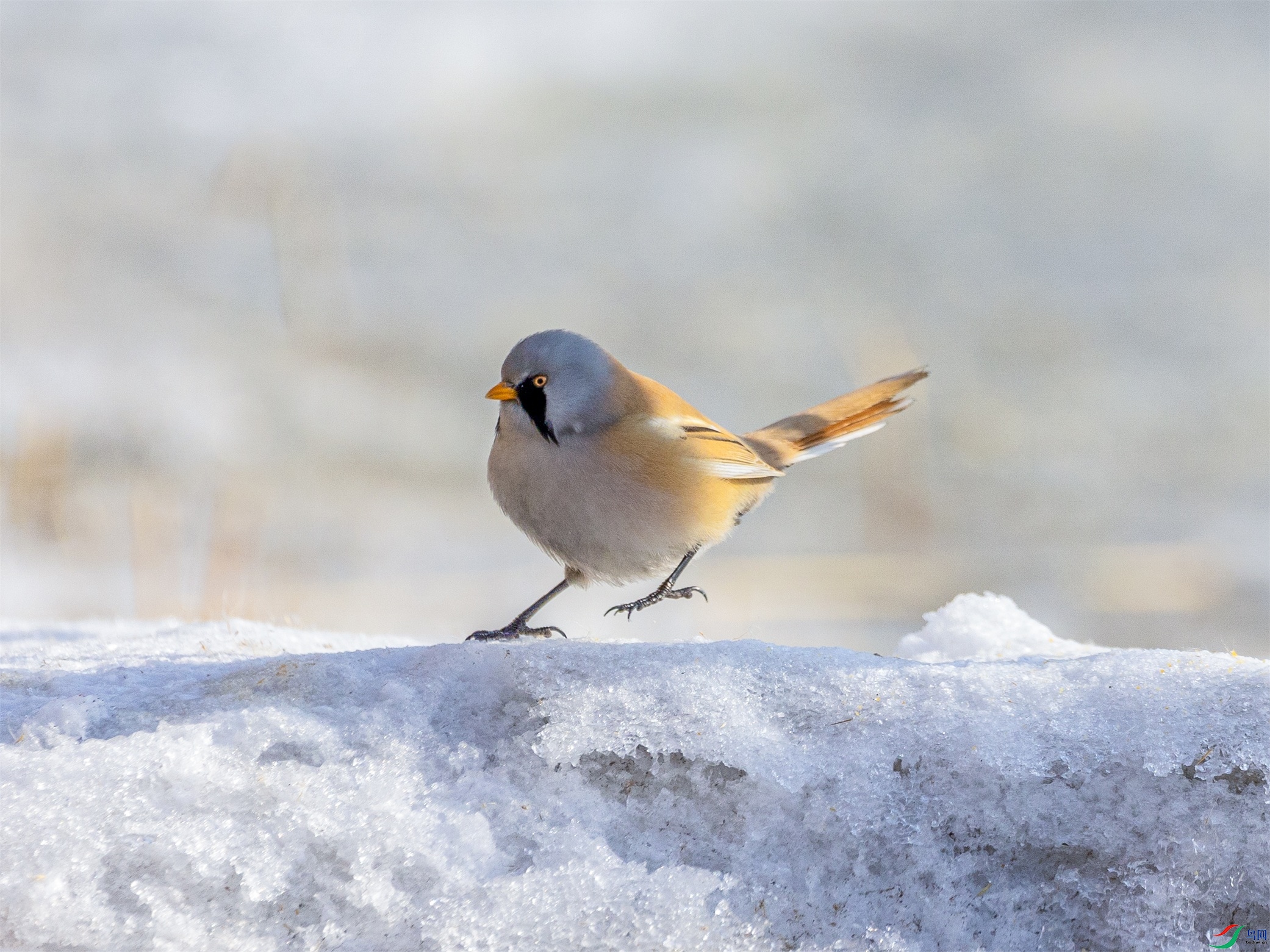 1K3A9852 ����1.jpg