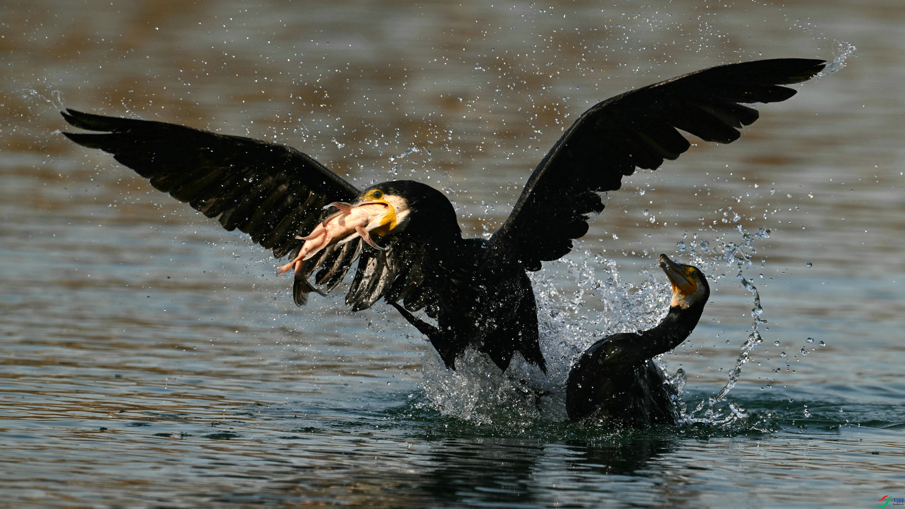 DSC_6681.JPG