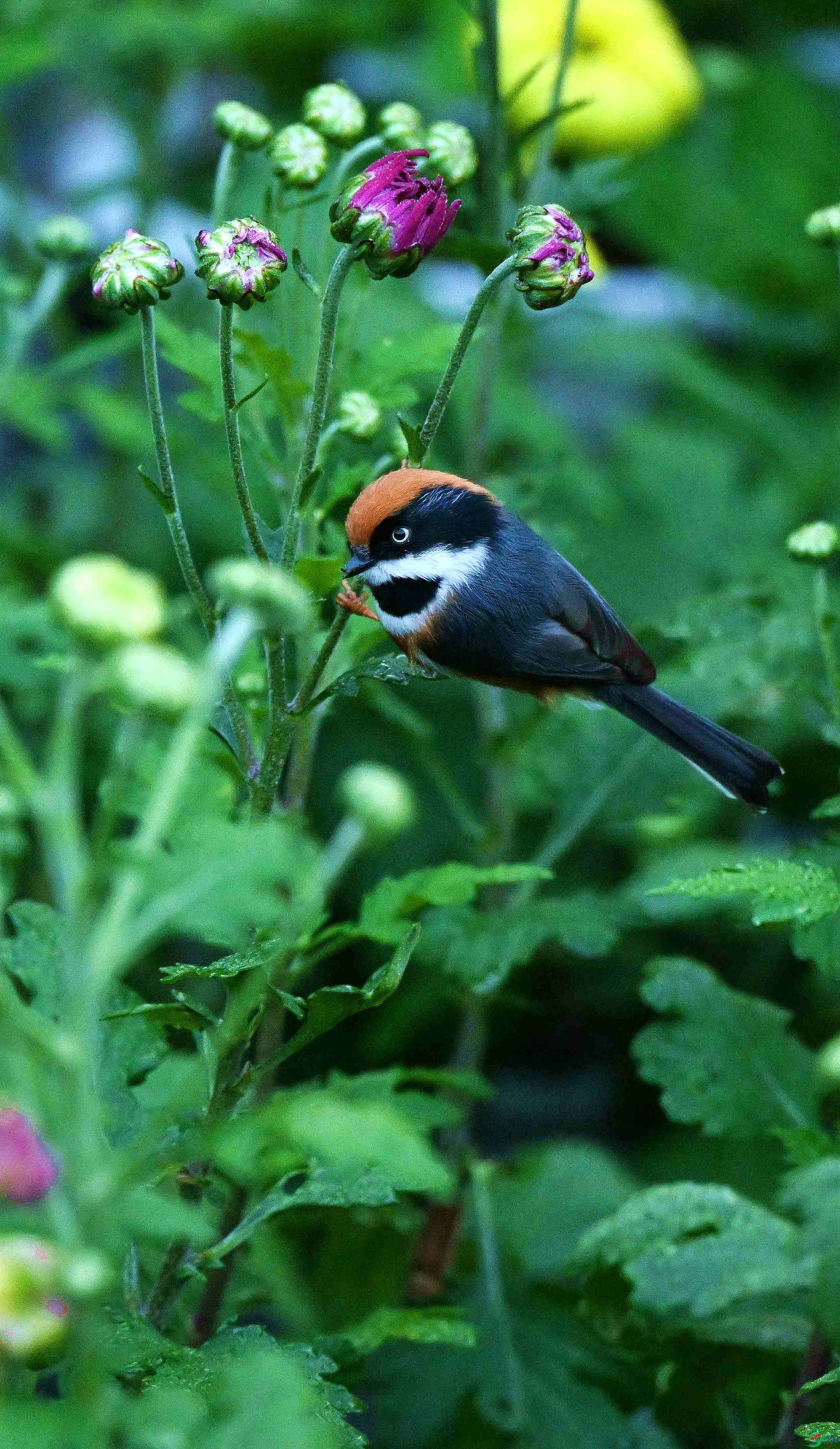 DSC_3466.jpg