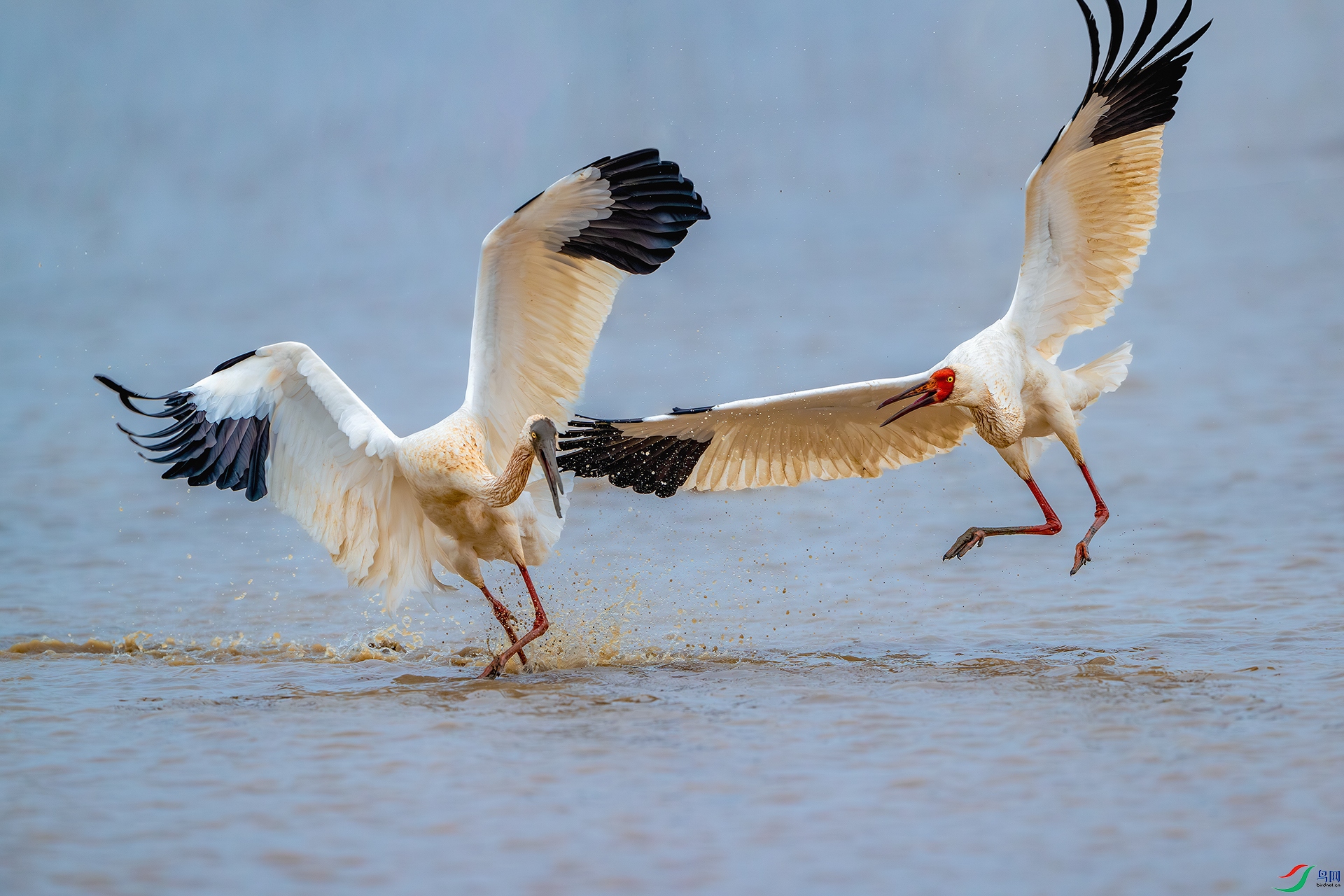 _DSC6389-����ǿ-NR ���� 2С.jpg