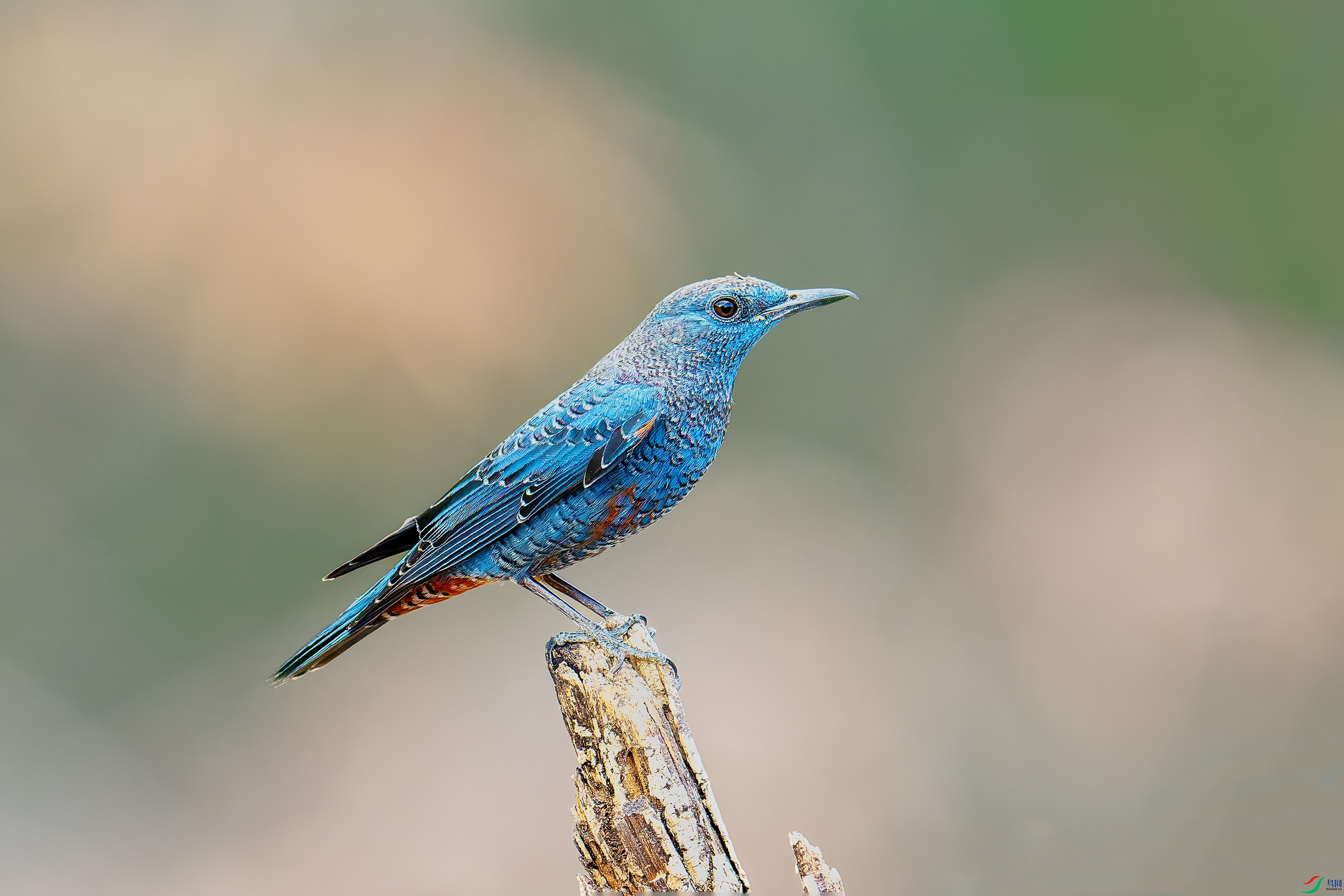 DSC_4626-1.jpg