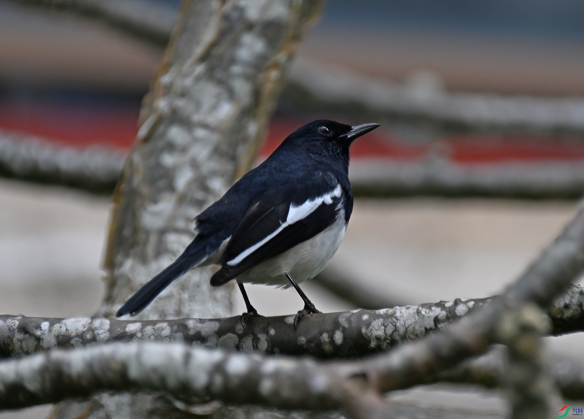DSC_0899a.jpg