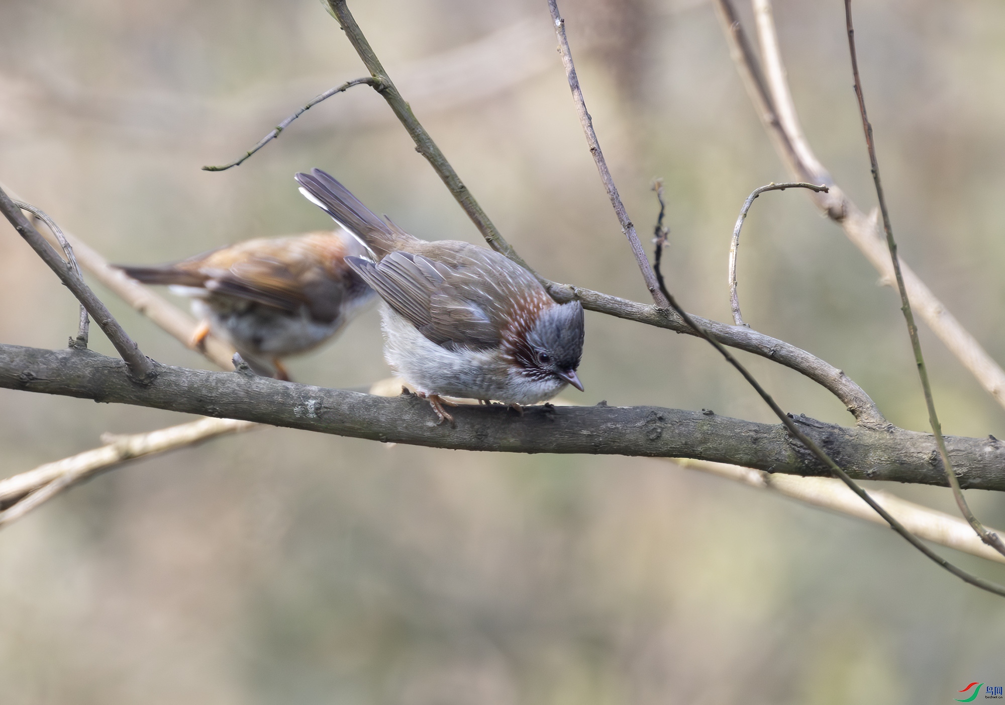 2I1A8352-����ǿ-NR ����.jpg