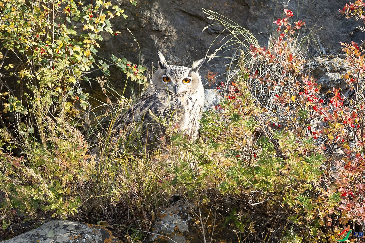 DSC_4690.jpg