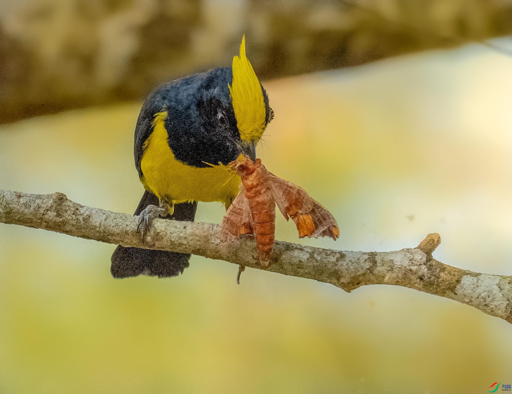 P3180531 ����.jpg