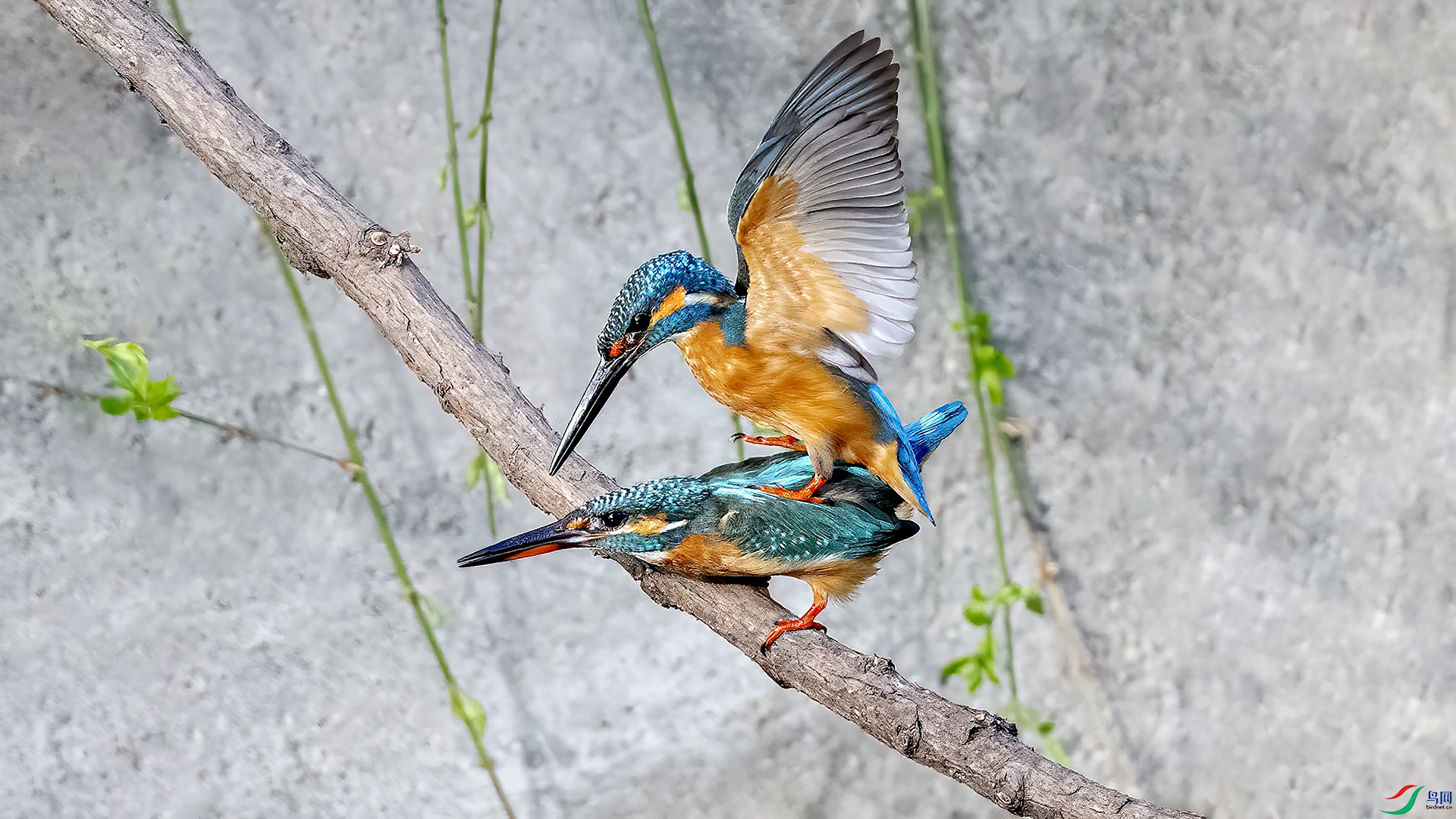 DSC_1011-.jpg