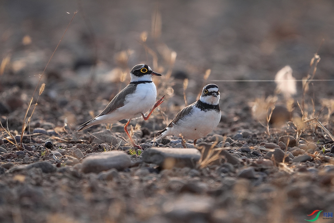 DSC07804 ����.jpg