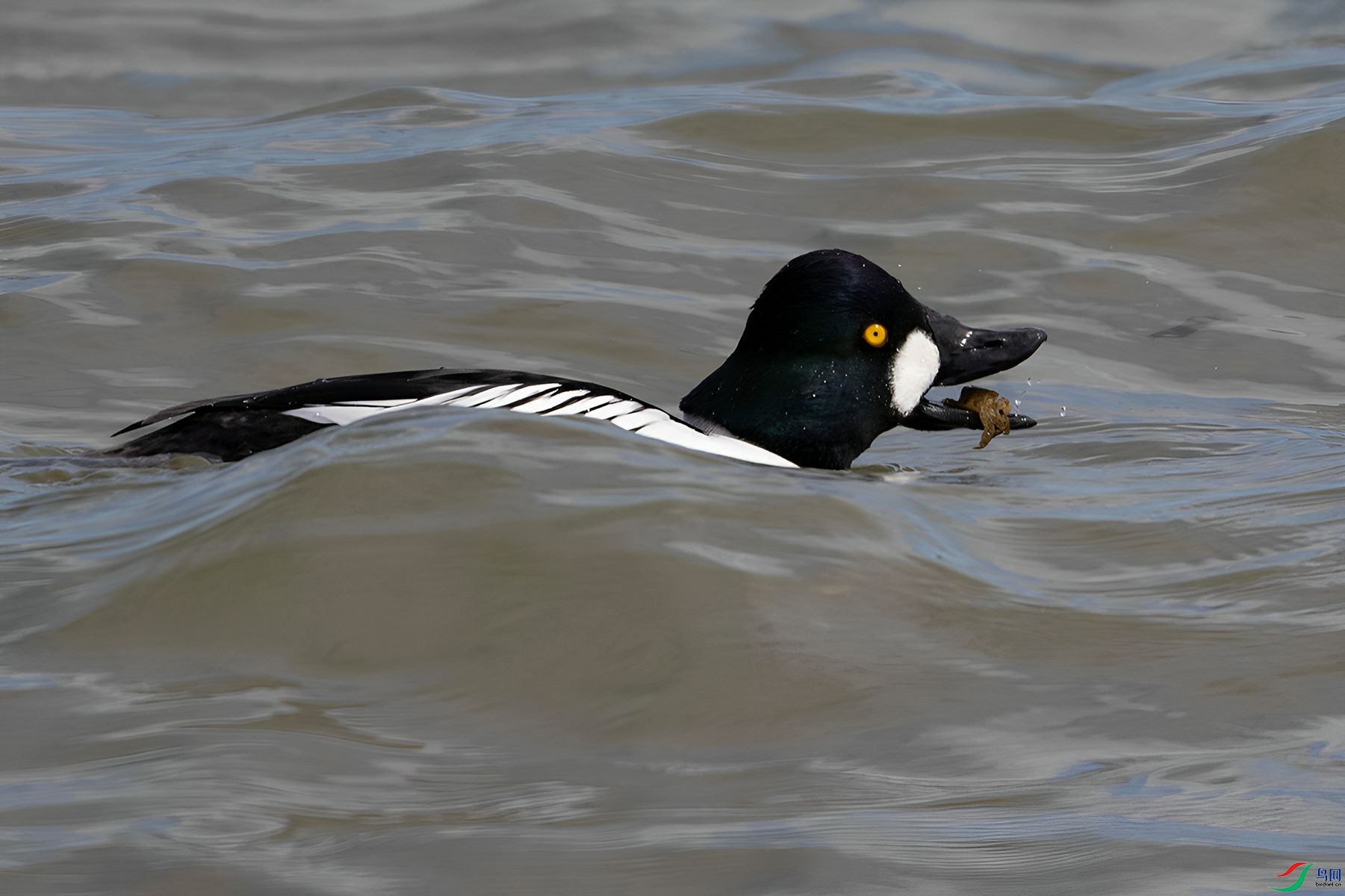 DSC_1240=.jpg