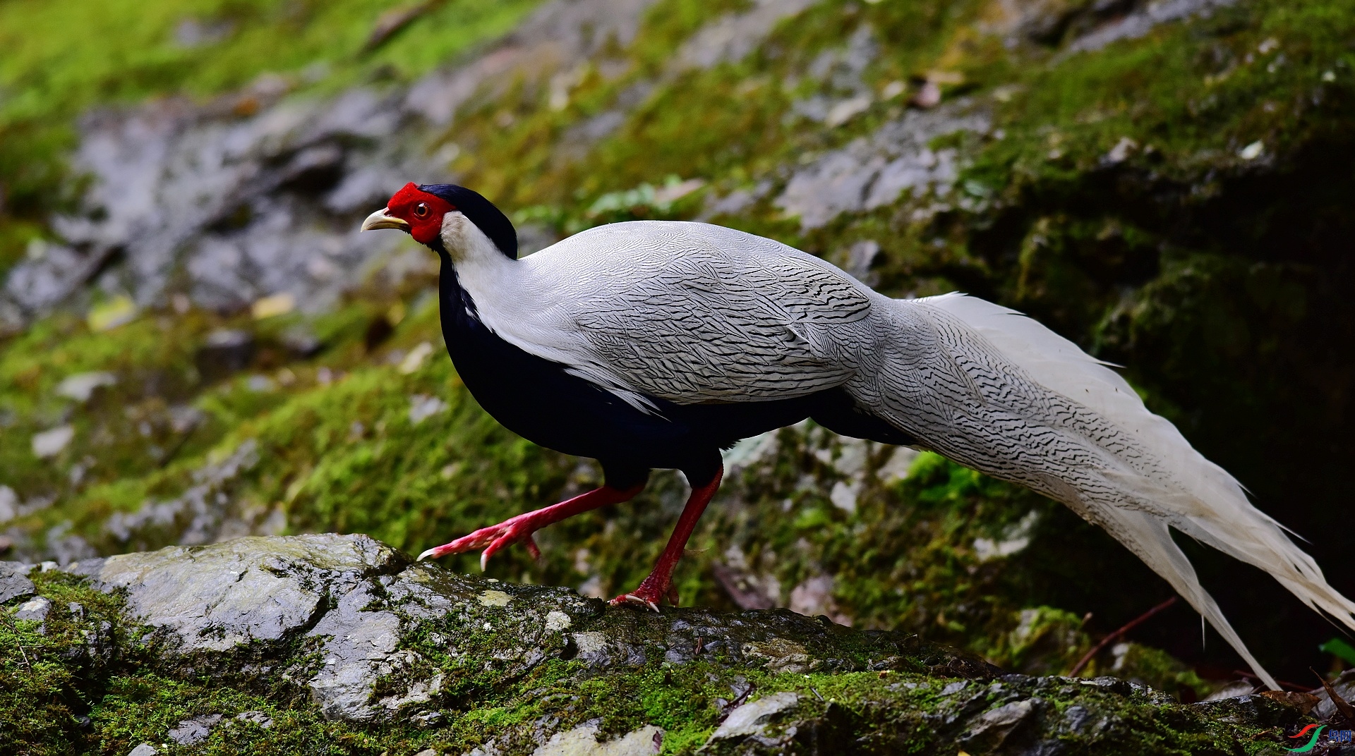 D8I_0595.jpg
