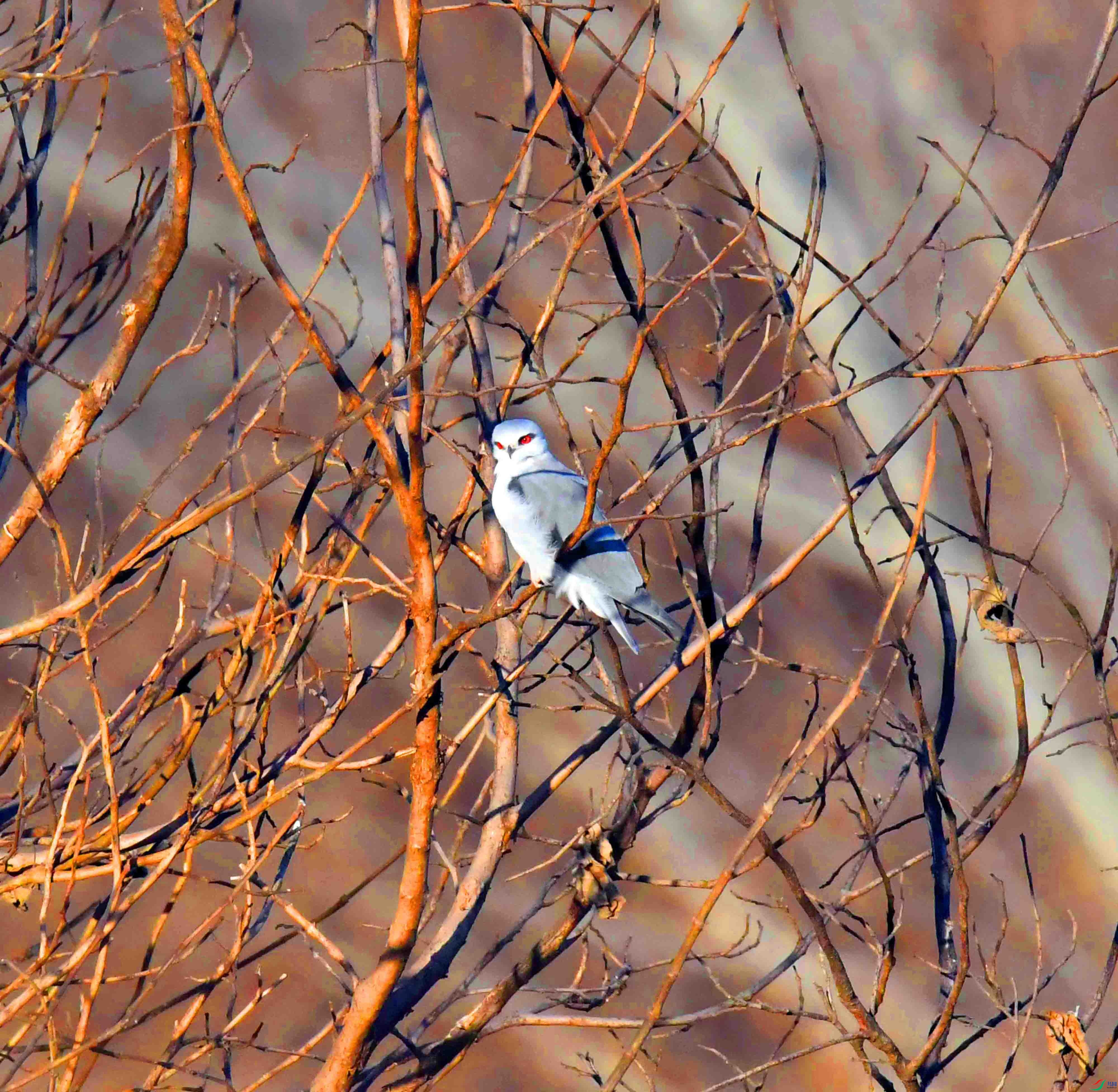 DSC_7796.JPG