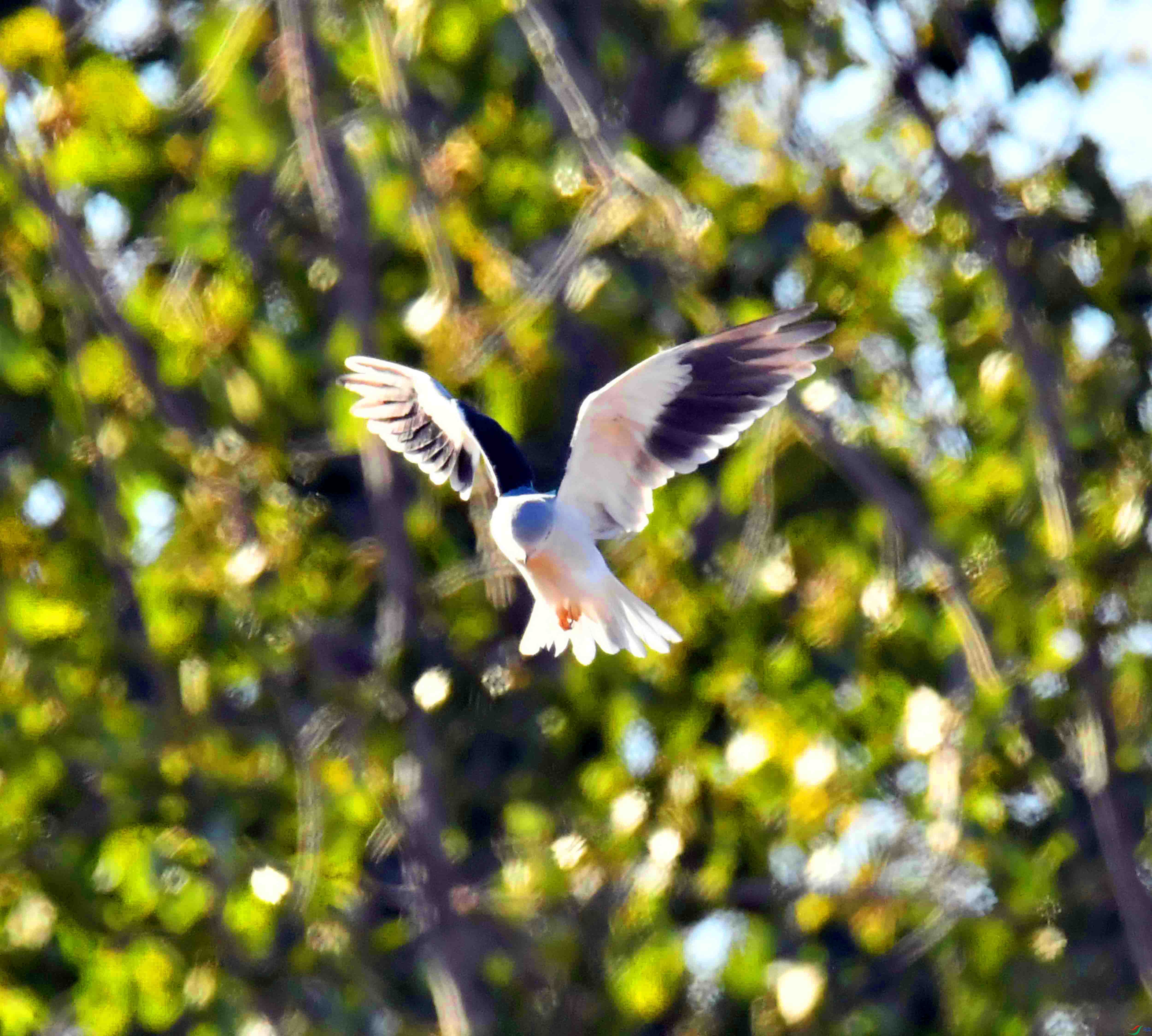 DSC_9452.JPG