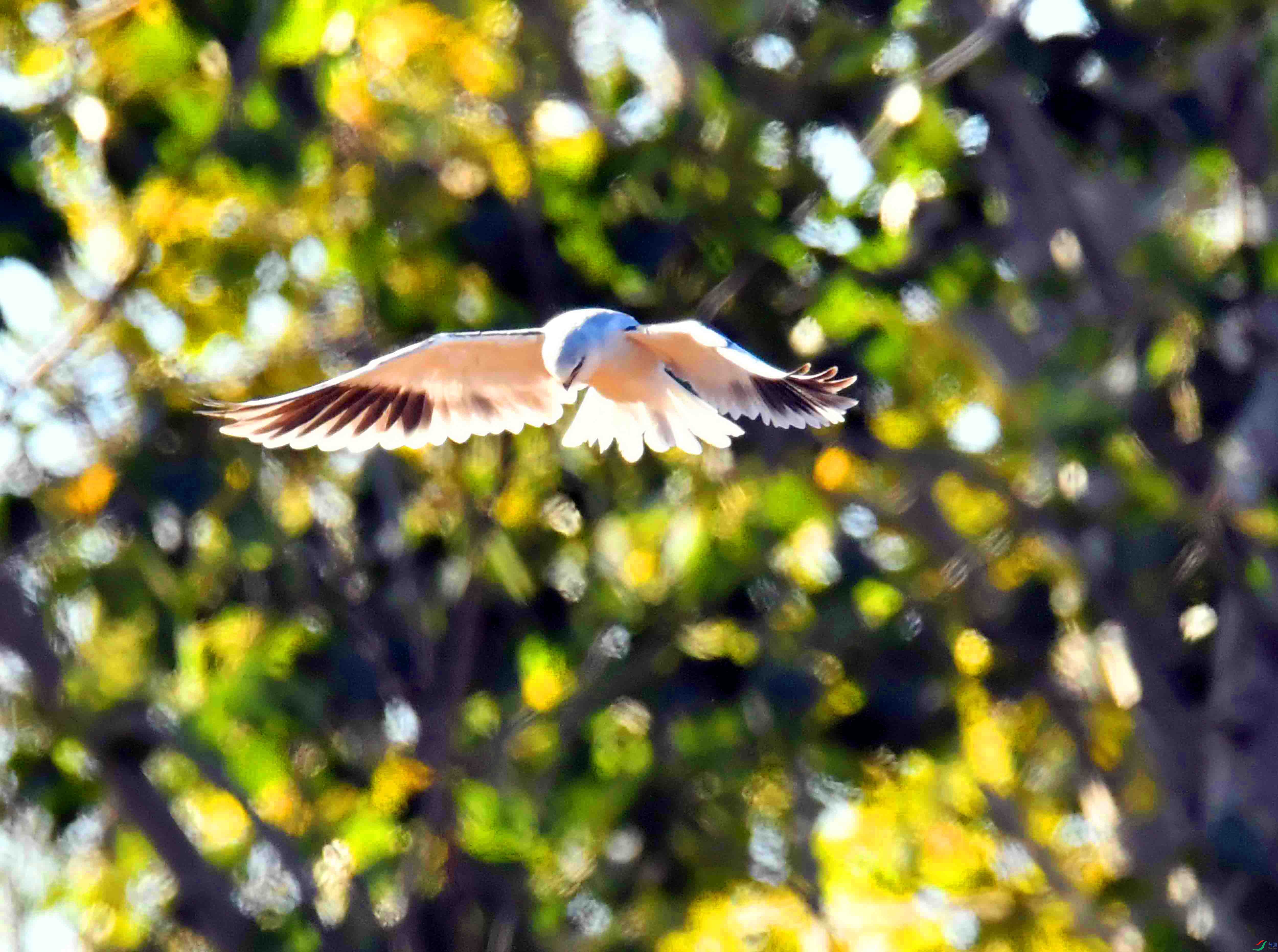 DSC_9458.JPG