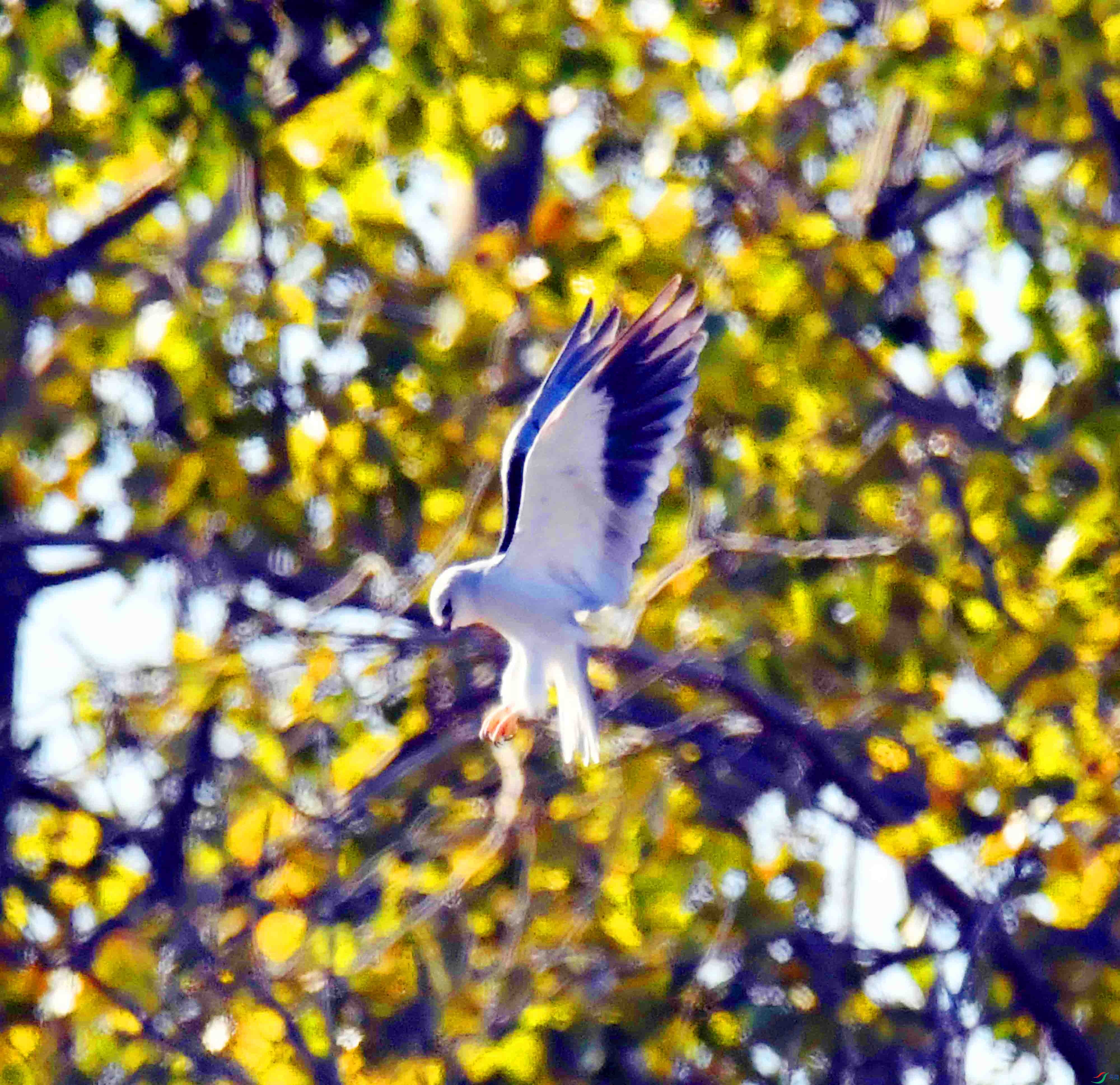 DSC_9469.JPG