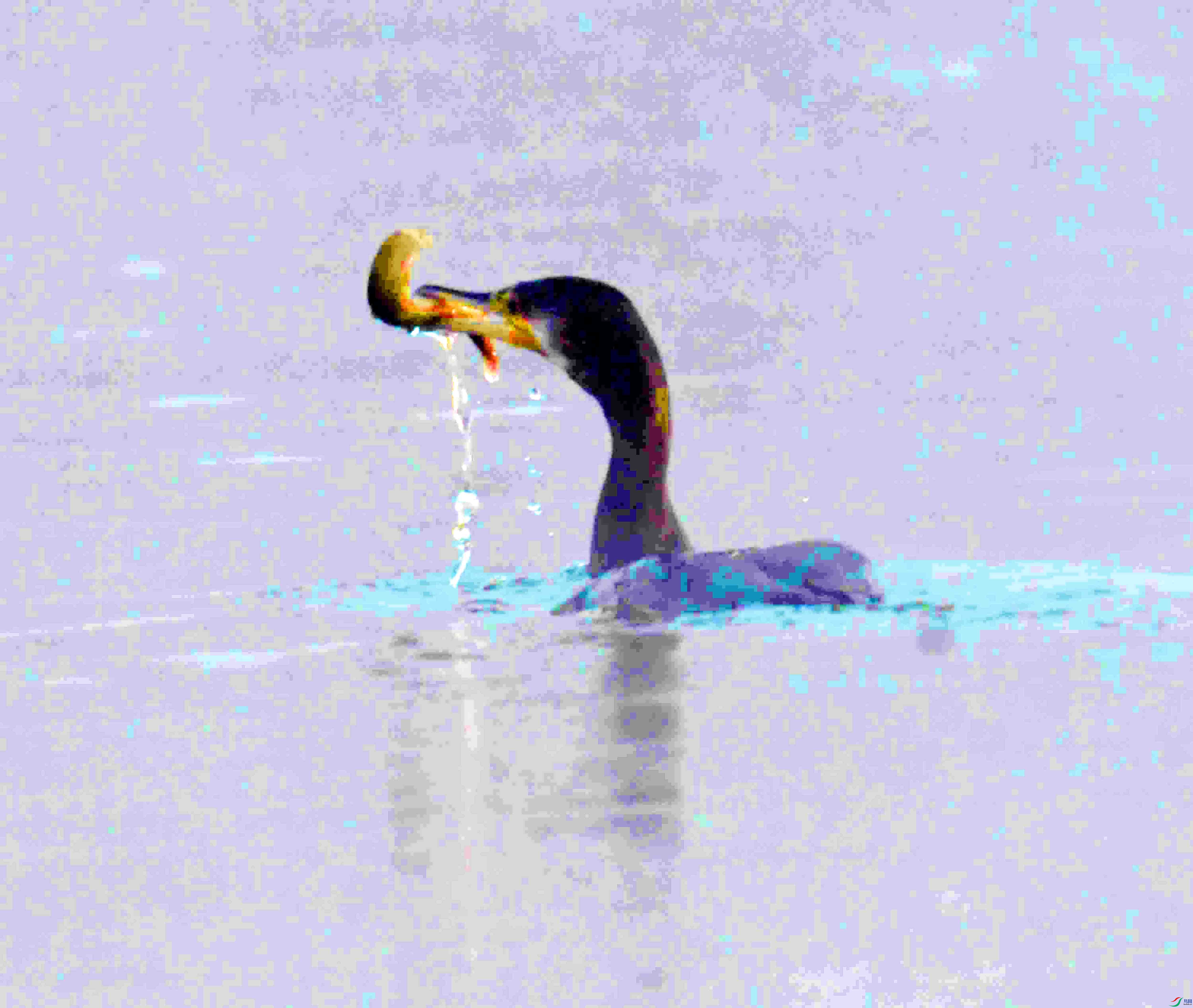 DSC_9315.JPG