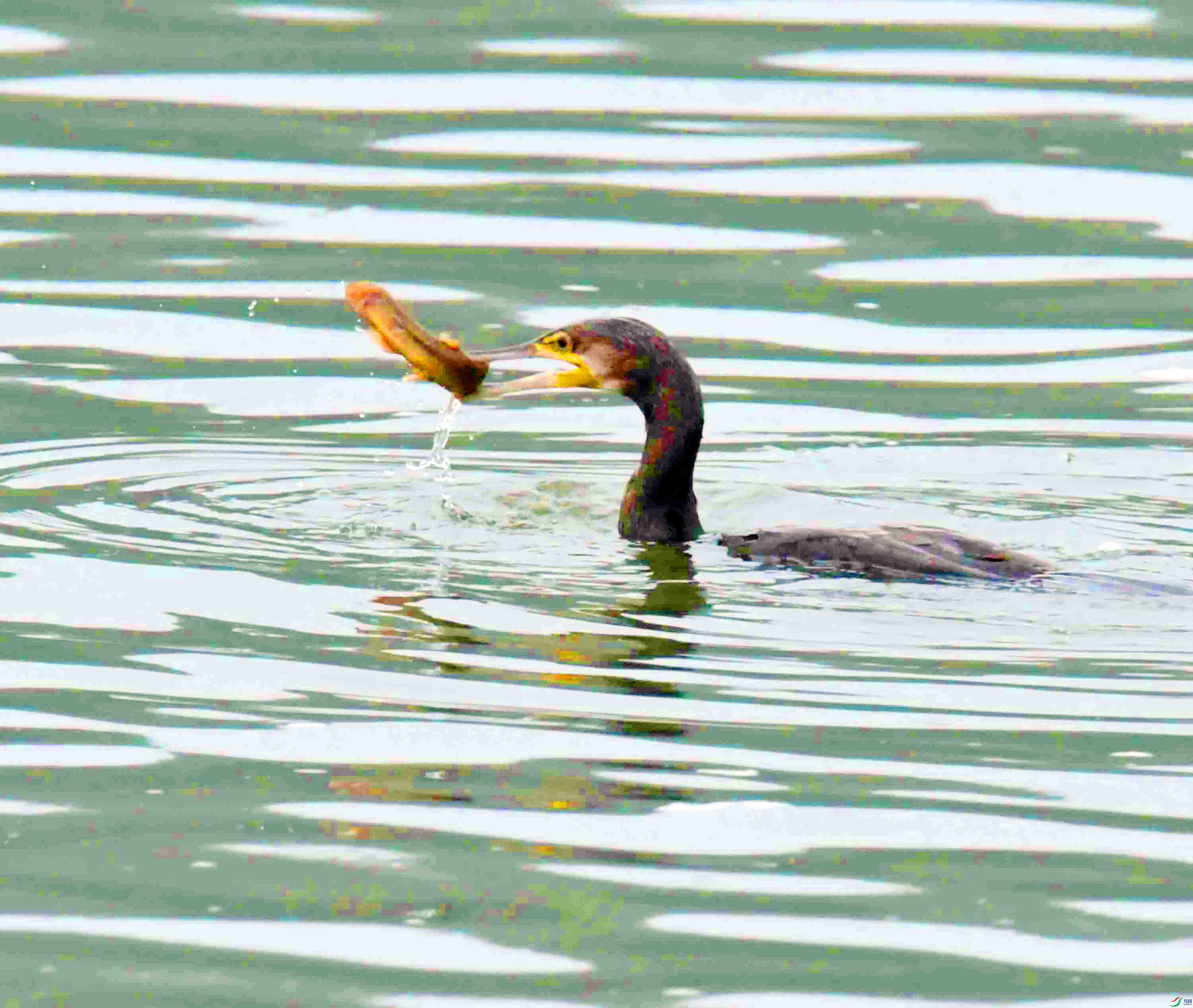 DSC_9804.JPG