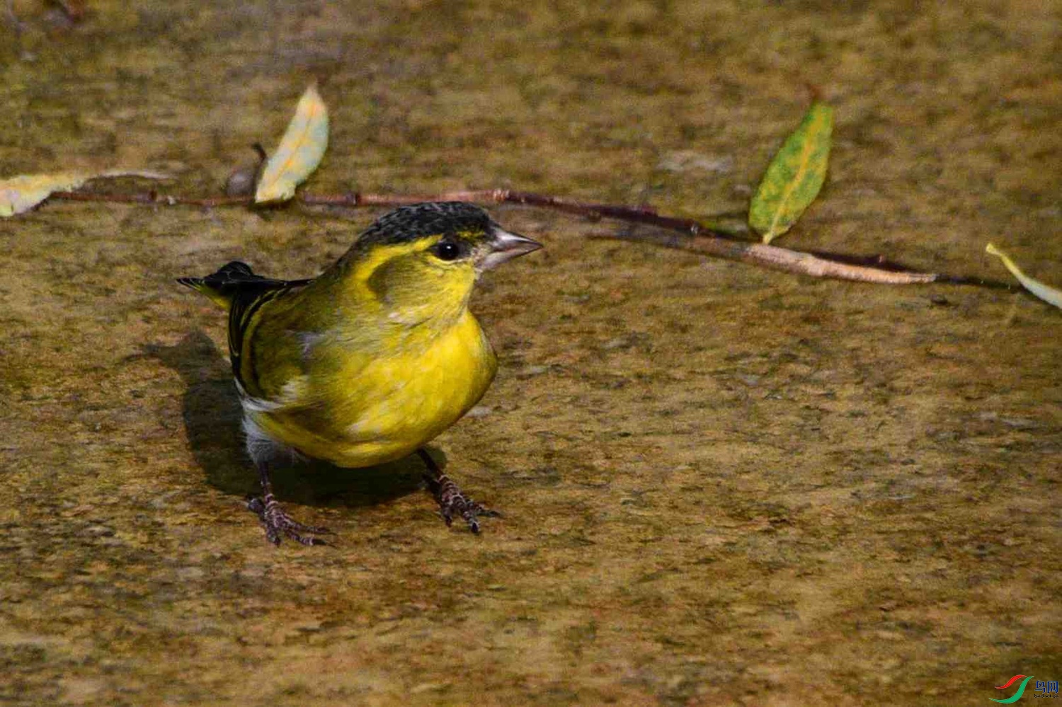 DSC_8929.JPG