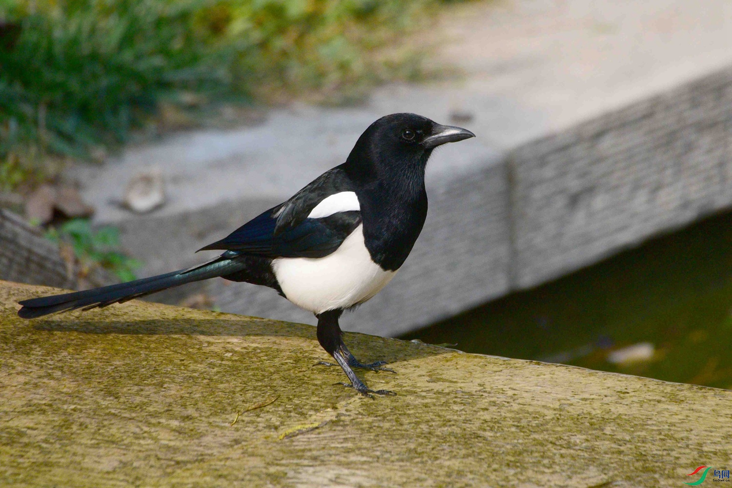 DSC_8945.JPG