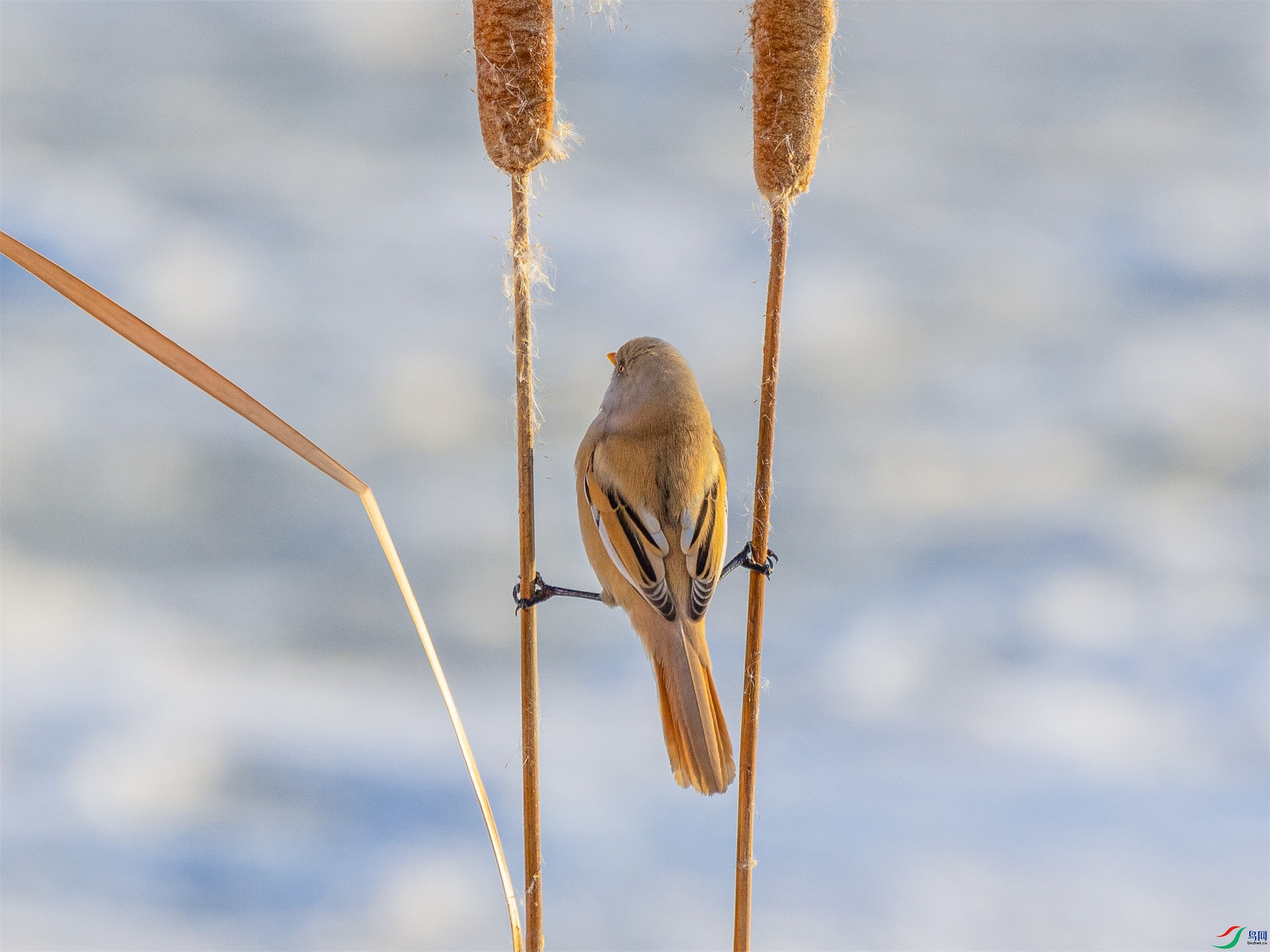 1K3A9429 ����1.jpg