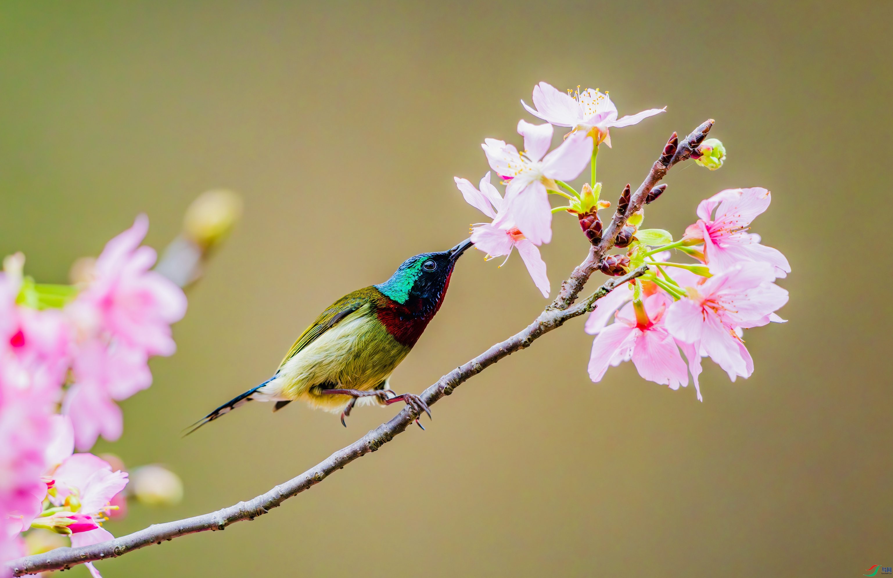 _DSC0695-����ǿ-NR_2 - ����.JPG