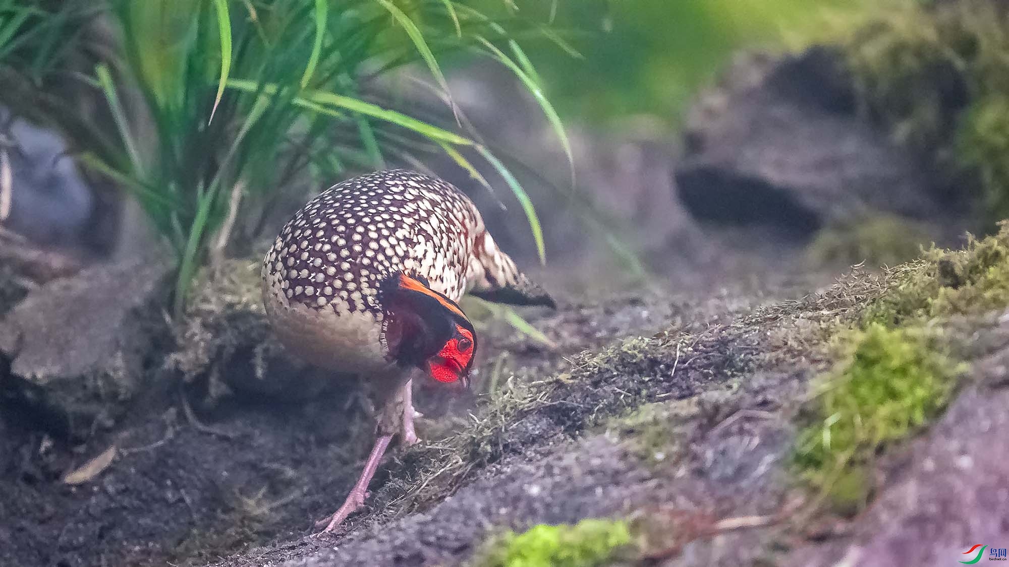 �Ƹ�����