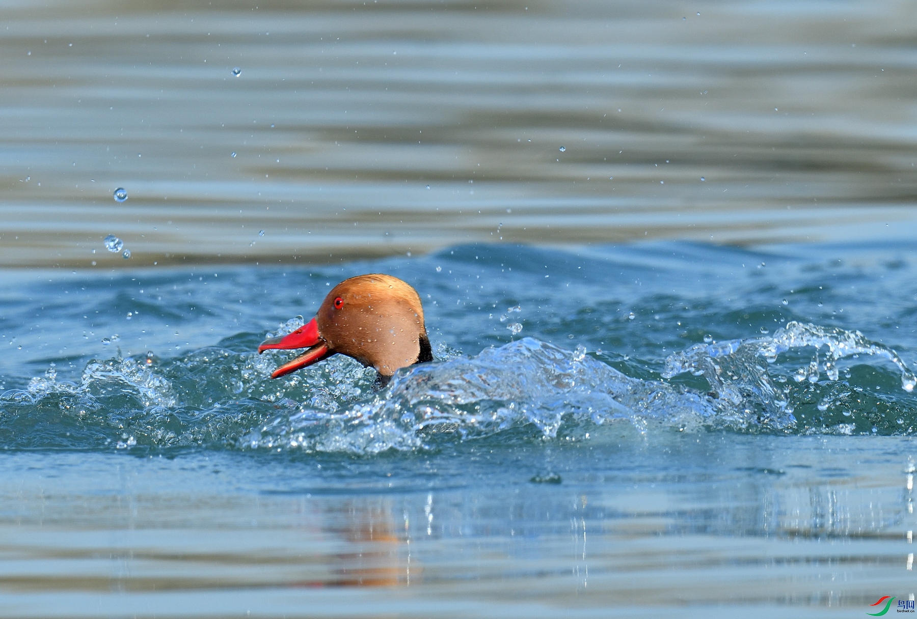 DSC_4284.JPG