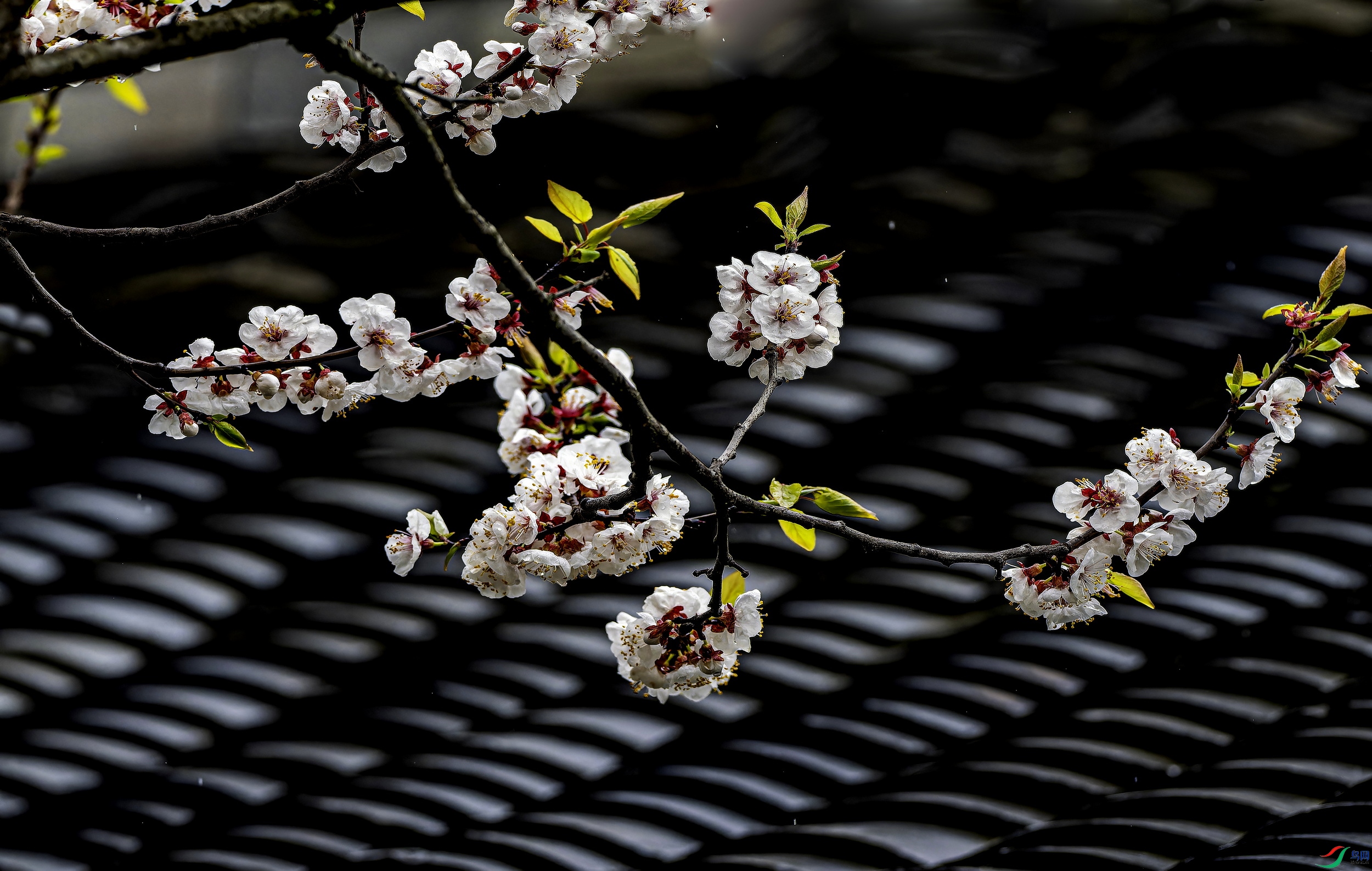 ���� (36)-1.jpg