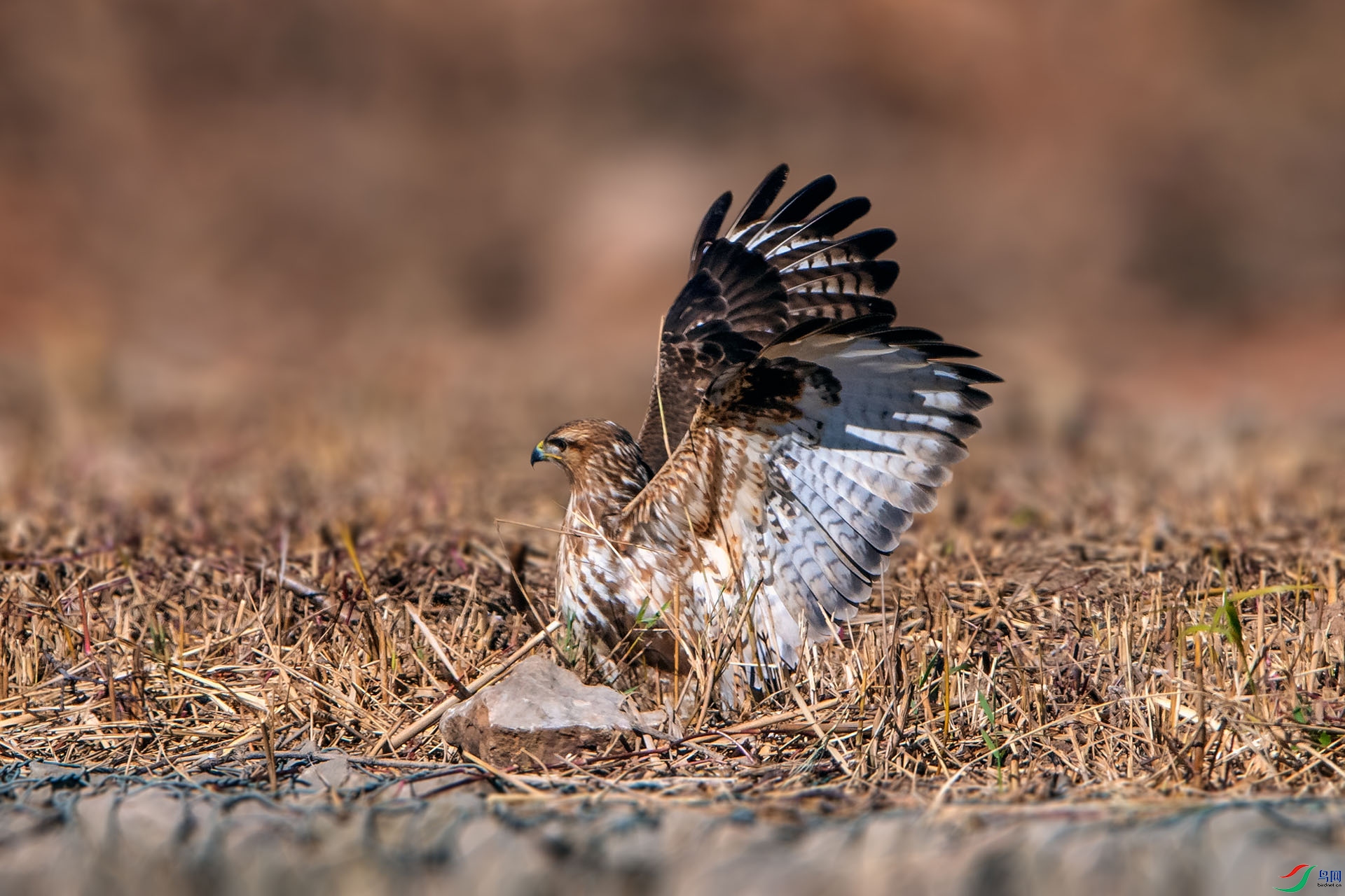 ��_AUU3020��ϲɽ