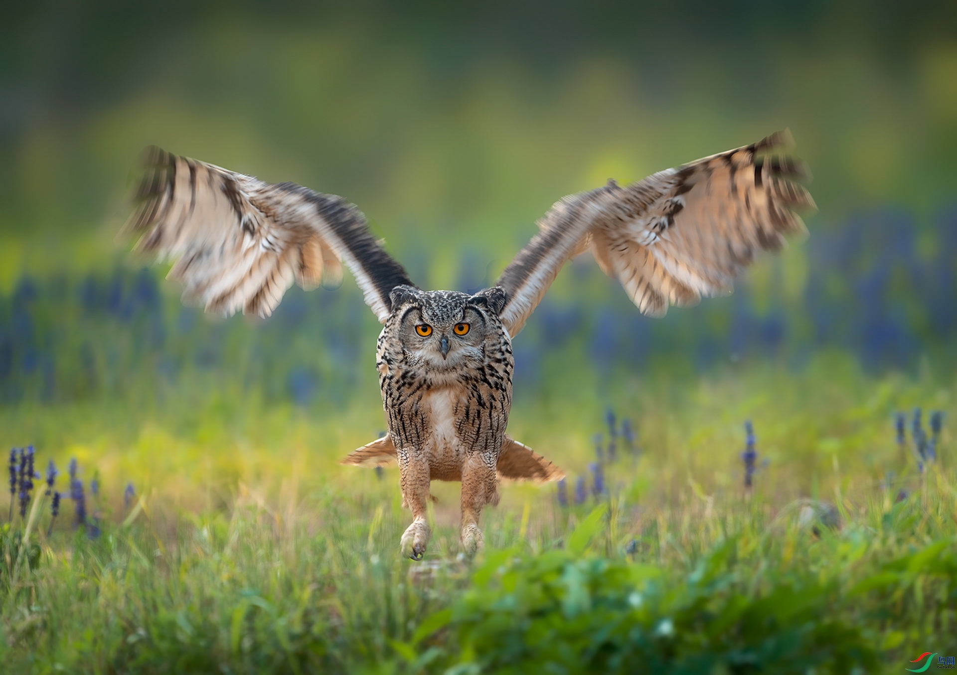 C10_Flying_over_the_grass.jpg