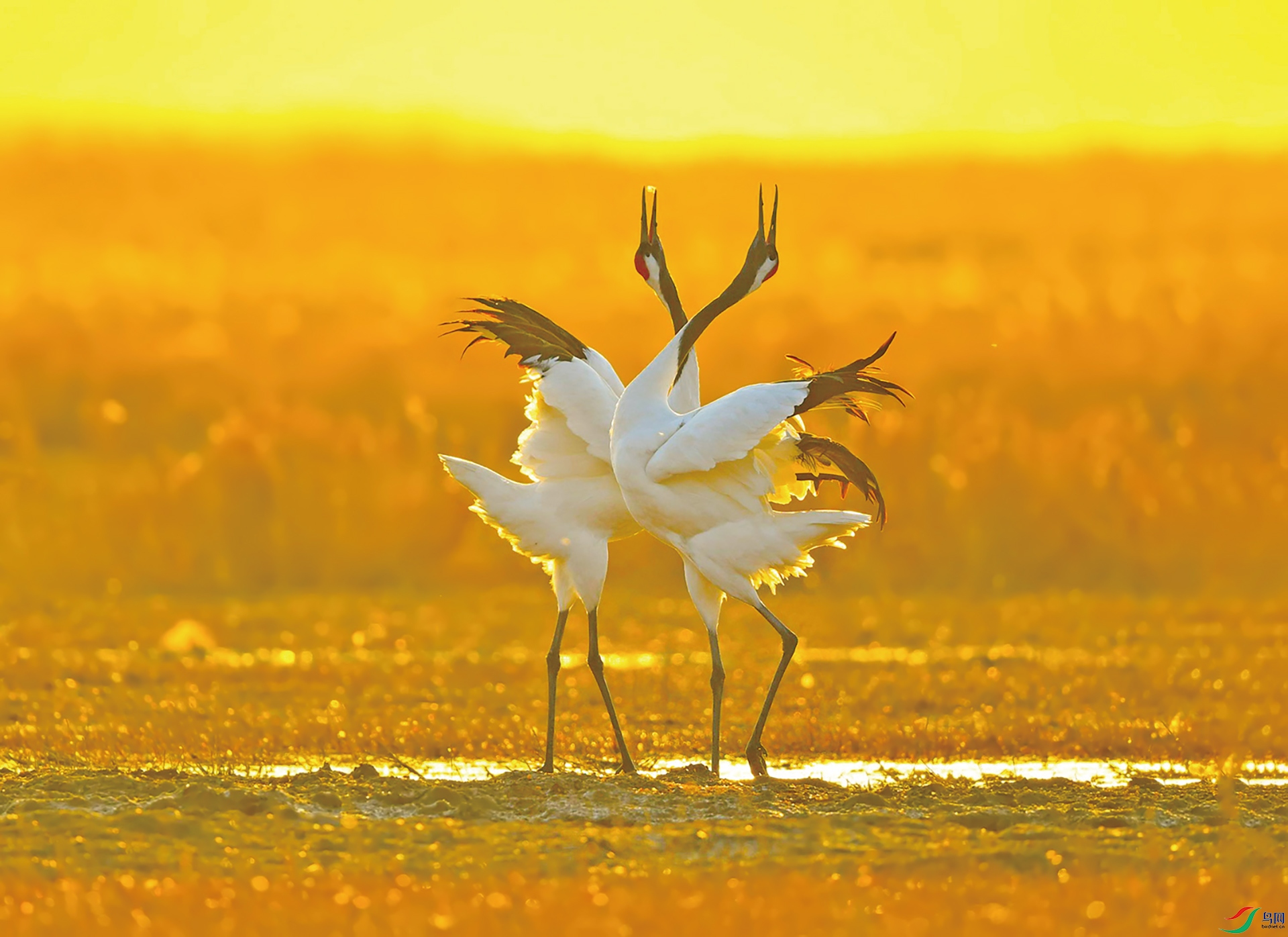 Two cranes send good luck.jpg