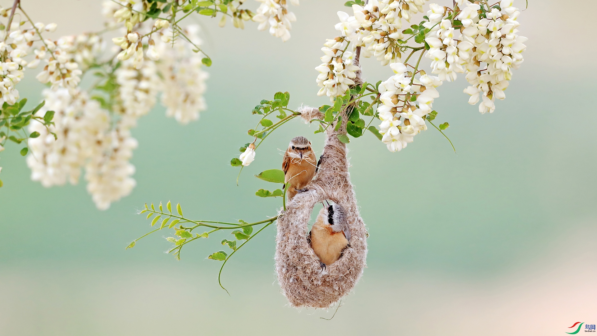 Build a love nest together.jpg