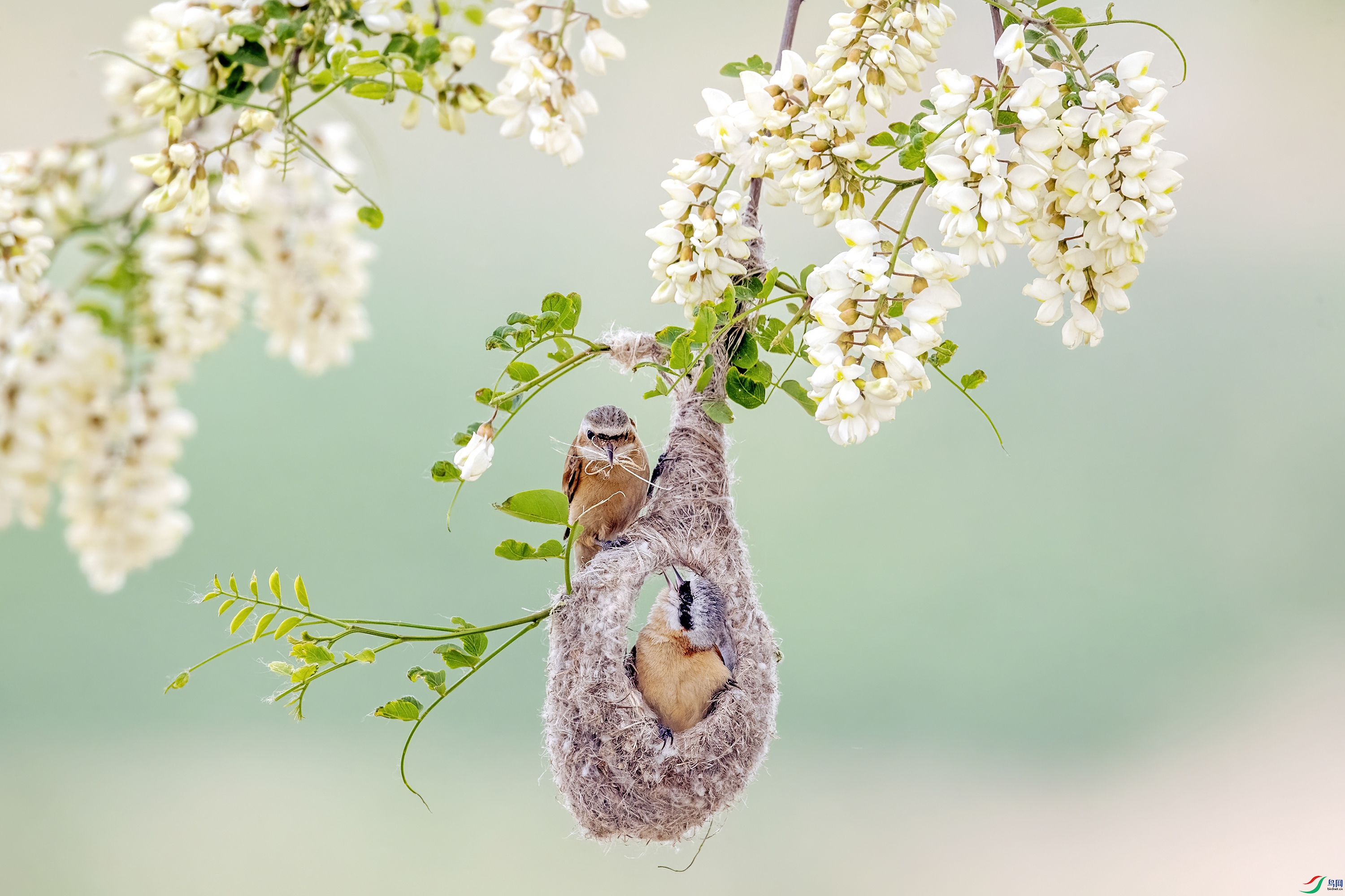 Build a love nest together.jpg