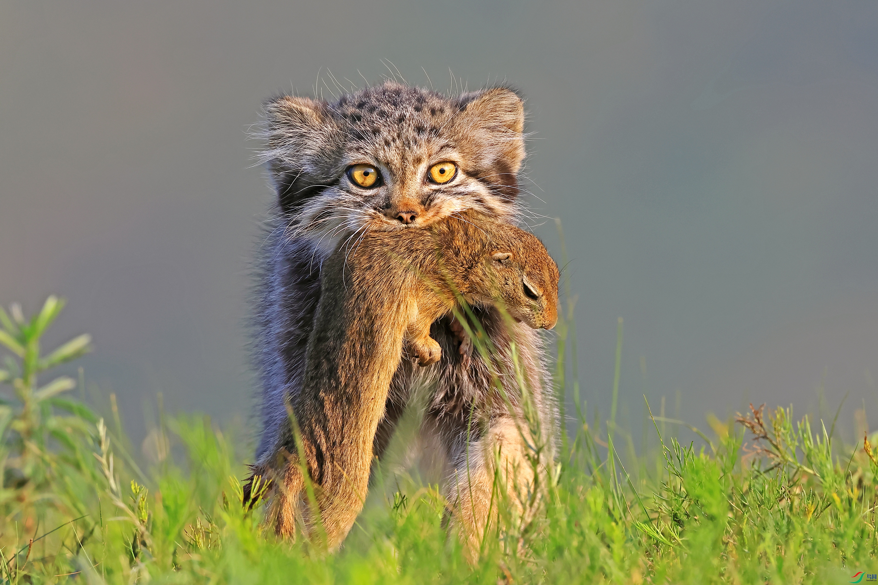 Return from hunting.JPG