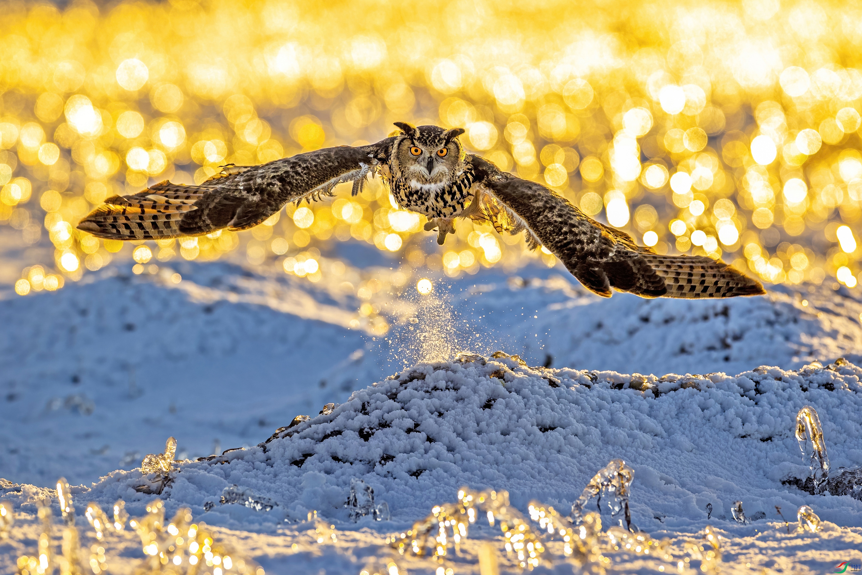 Eagle owl 03.jpg