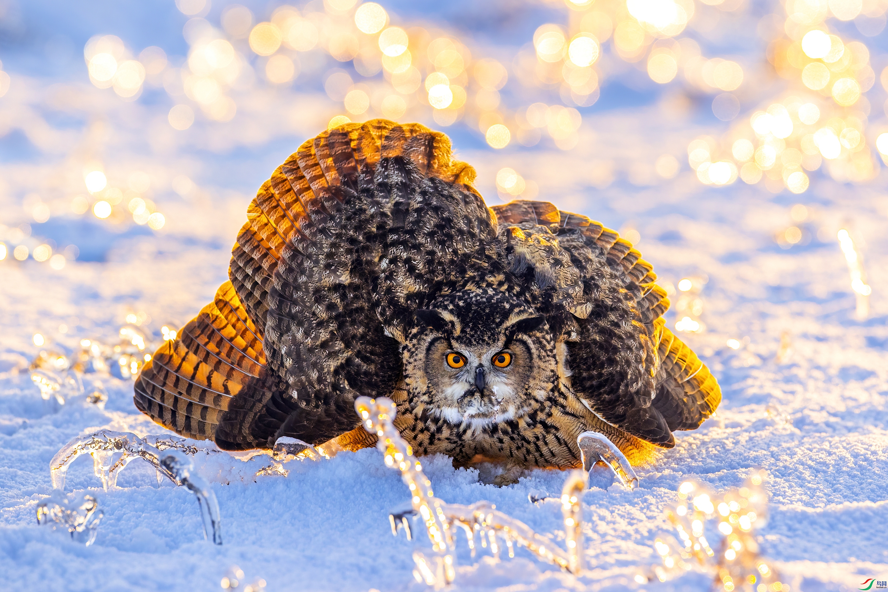 Eagle owl 01.jpg
