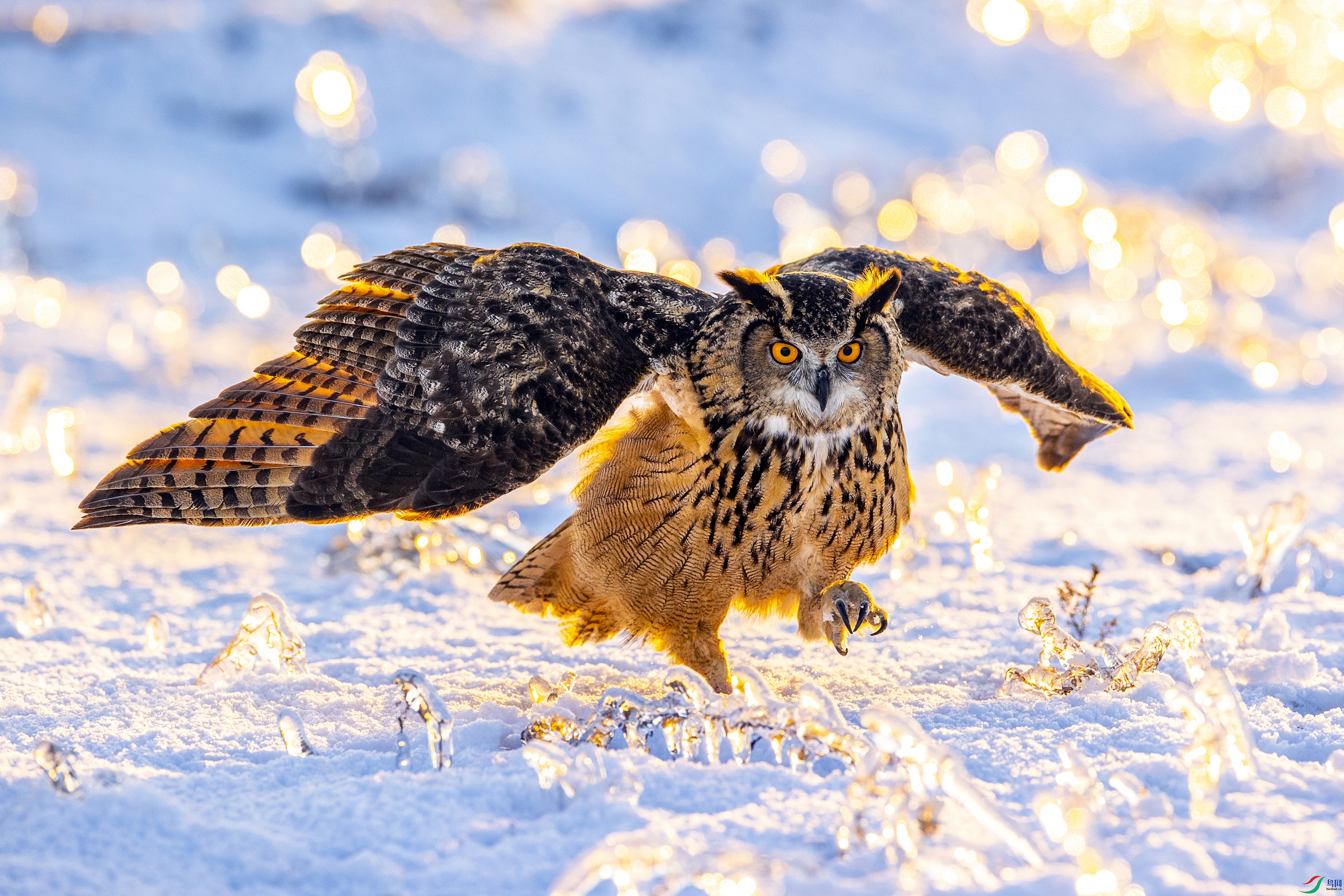 Eagle owl 02.jpg