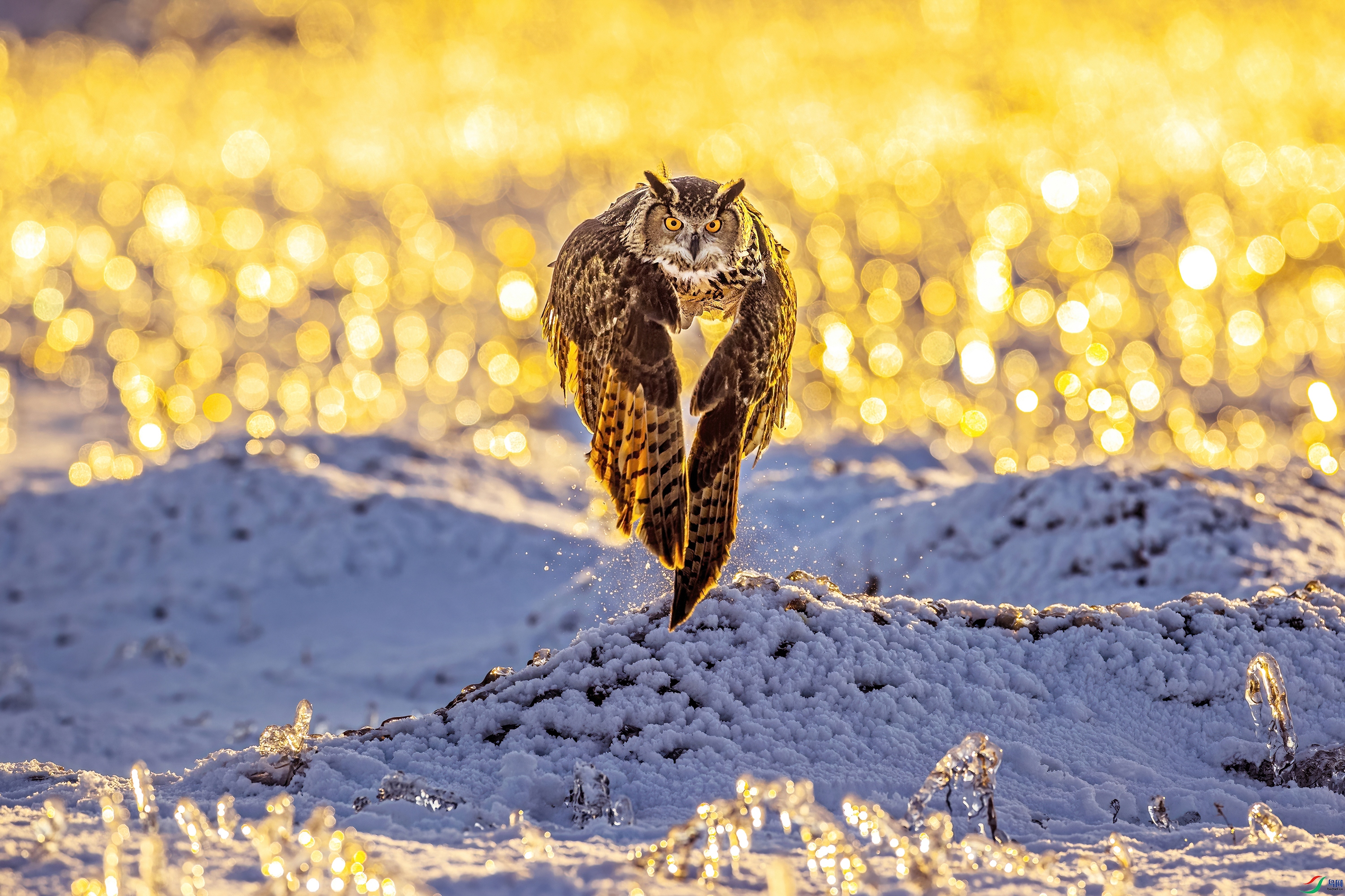 Eagle owl 04.jpg