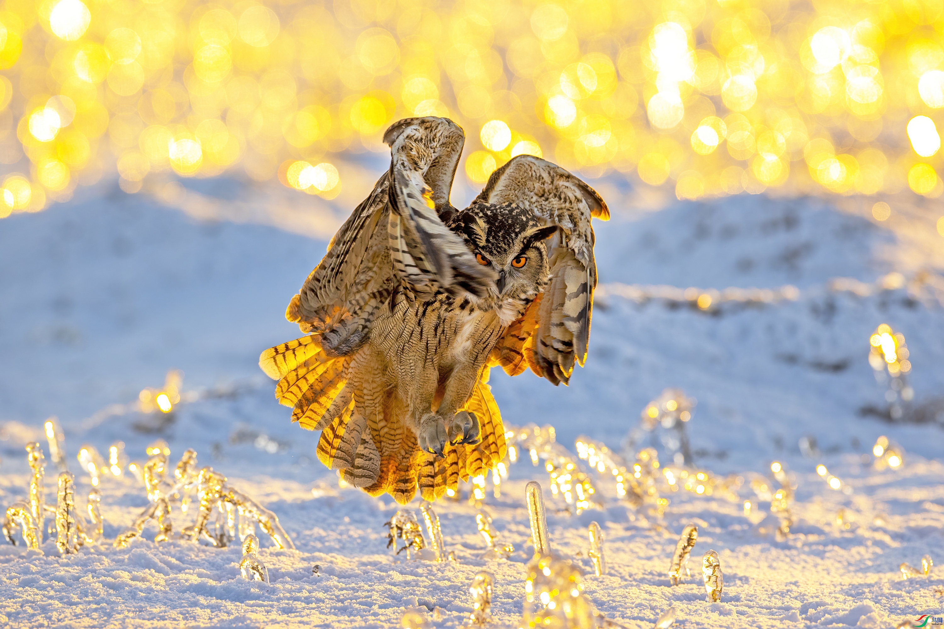 Eagle owl 05.jpg