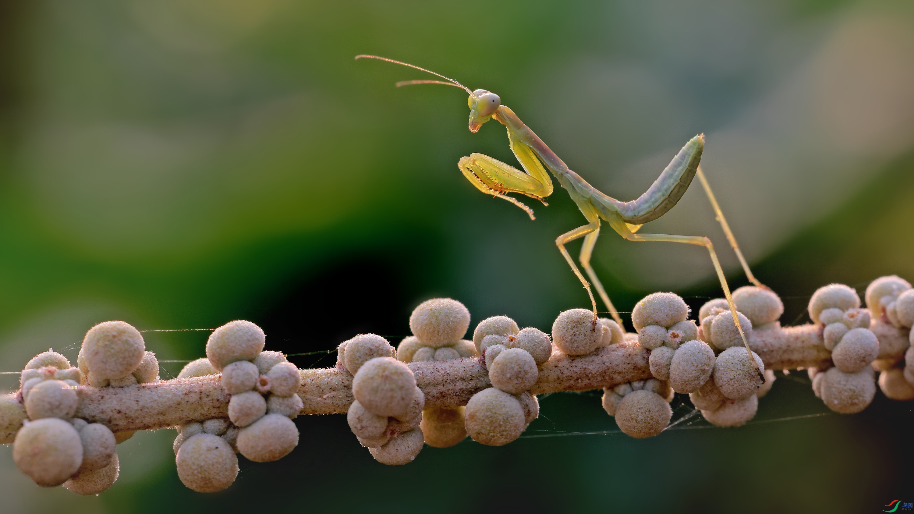 mantis.jpg