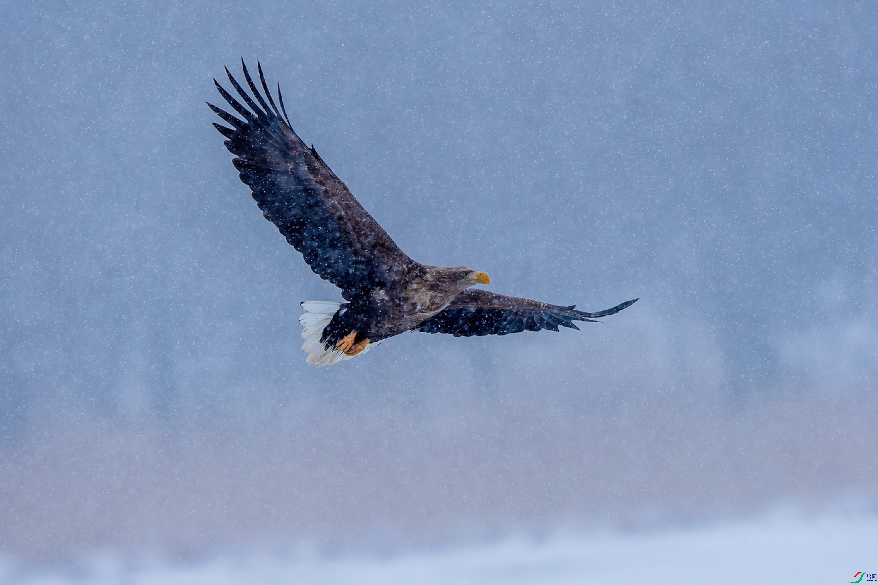 Travel in wind and snow.jpg