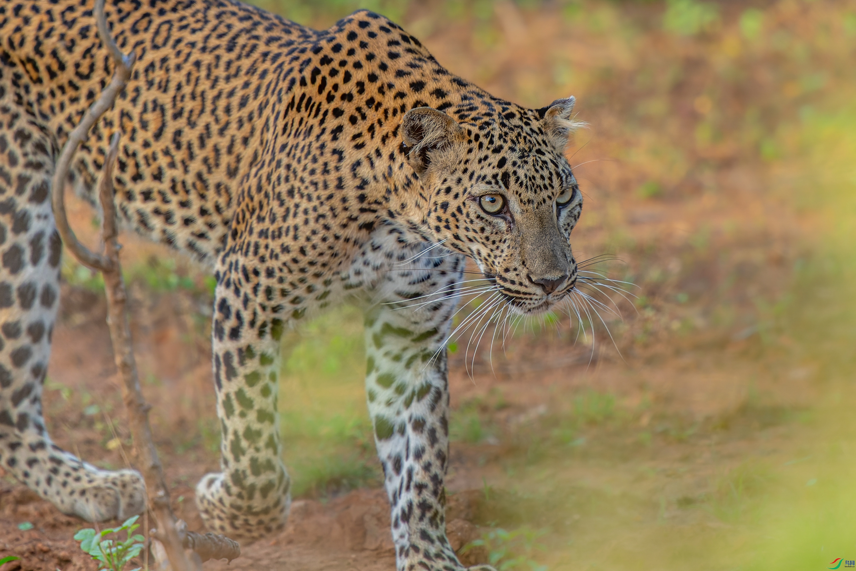 A leopard walking slowly through the rainforest.jpg