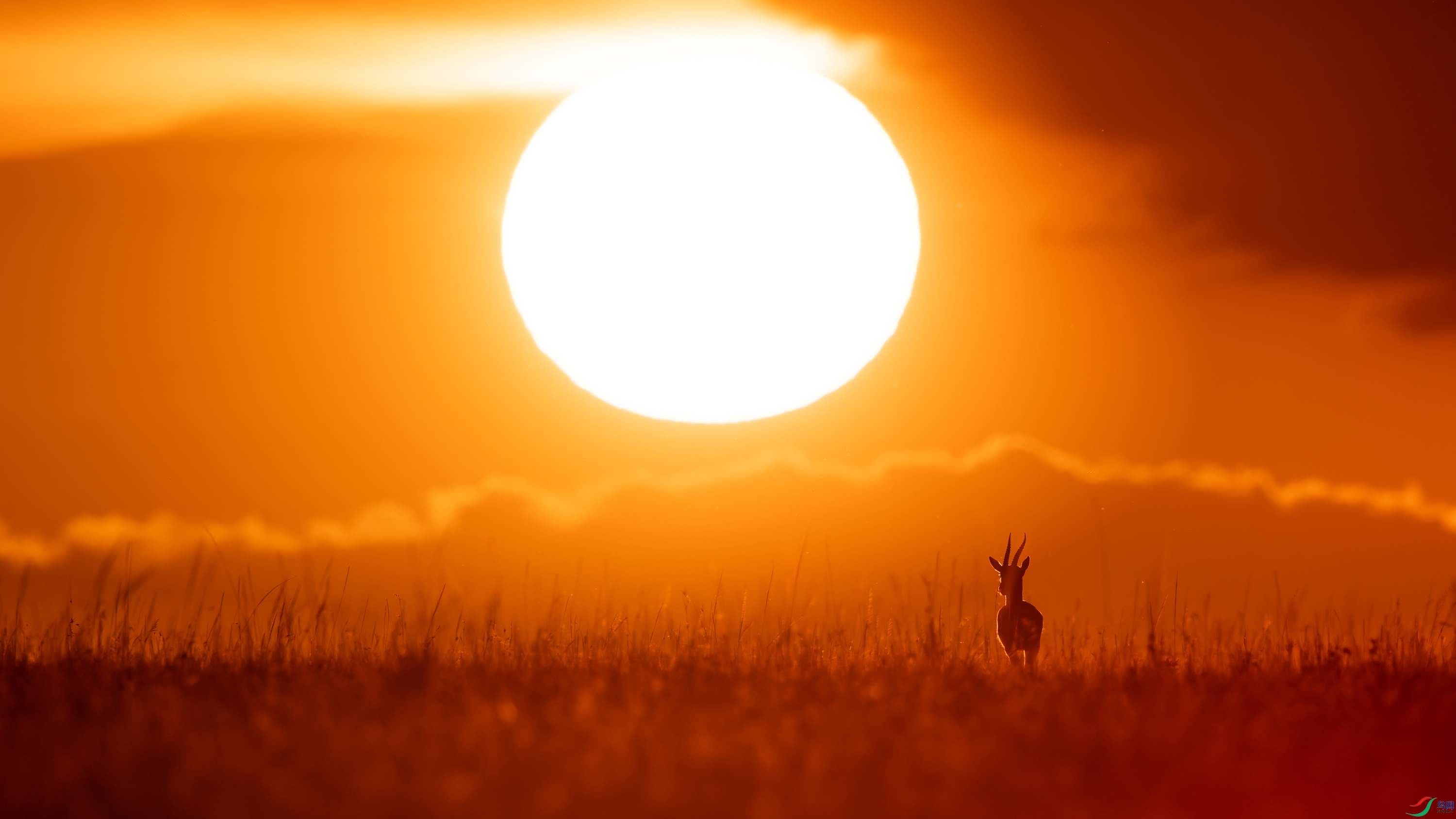 A lonely gazelle in the sunset.jpg