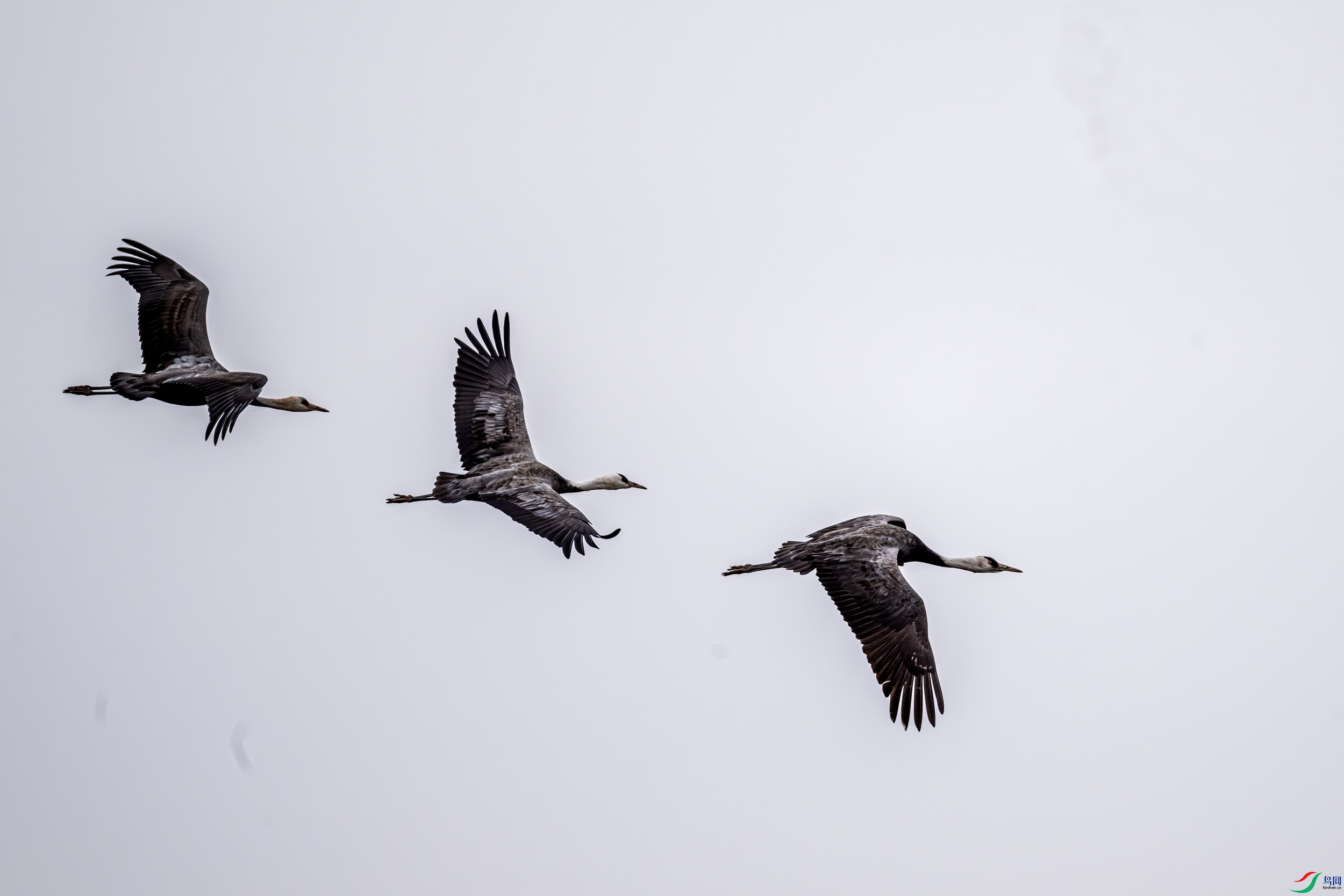 DSC_6132-11.jpg