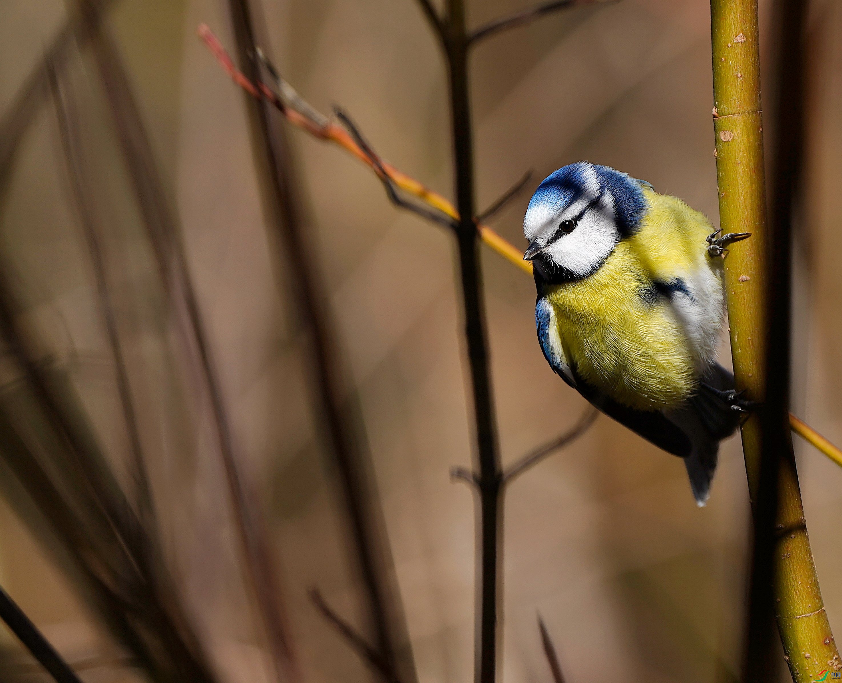 _DSC7599.JPG