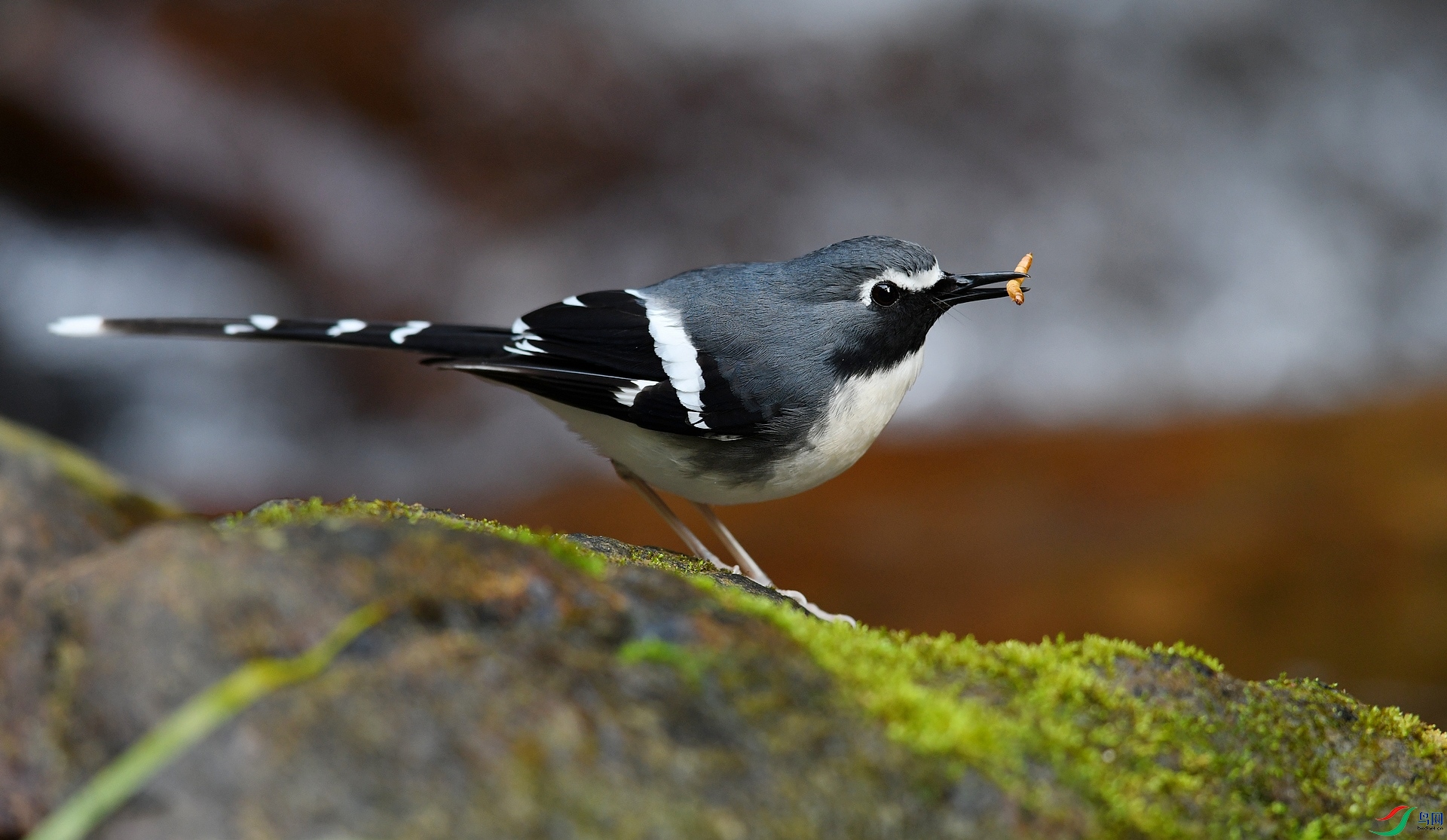 DSC_2870.jpg