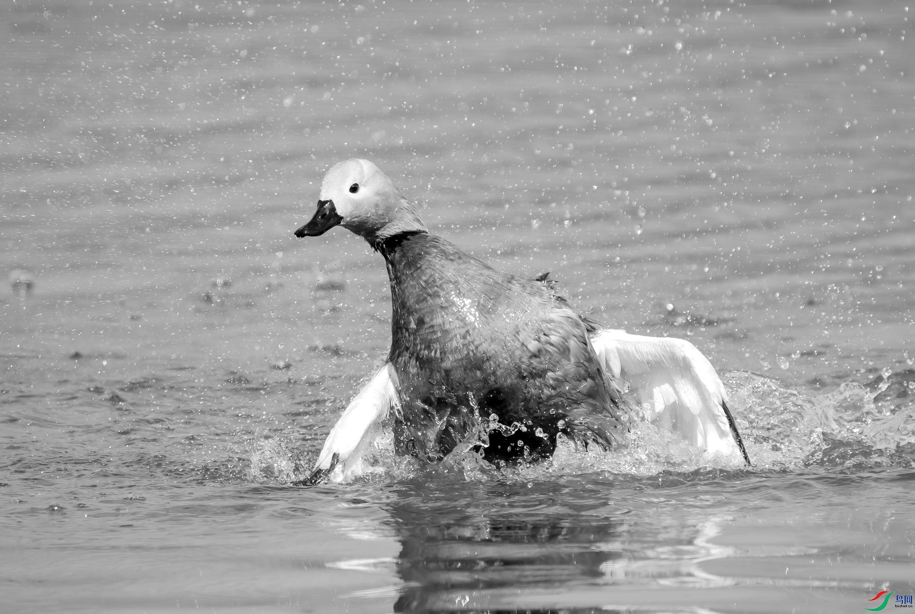 DSC05356 ����_����.jpg