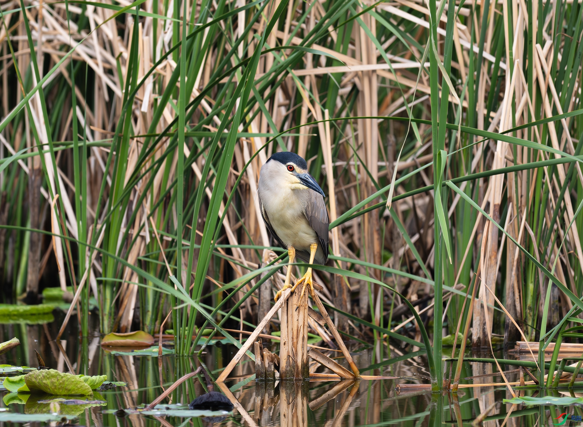 _DSC8162d.jpg