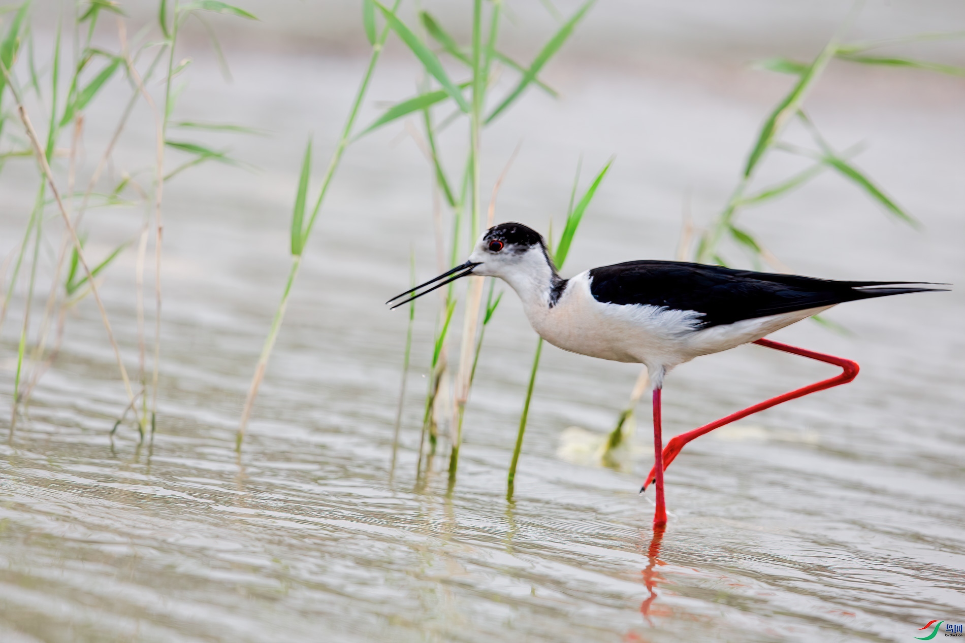 F��2017 1000-1.jpg