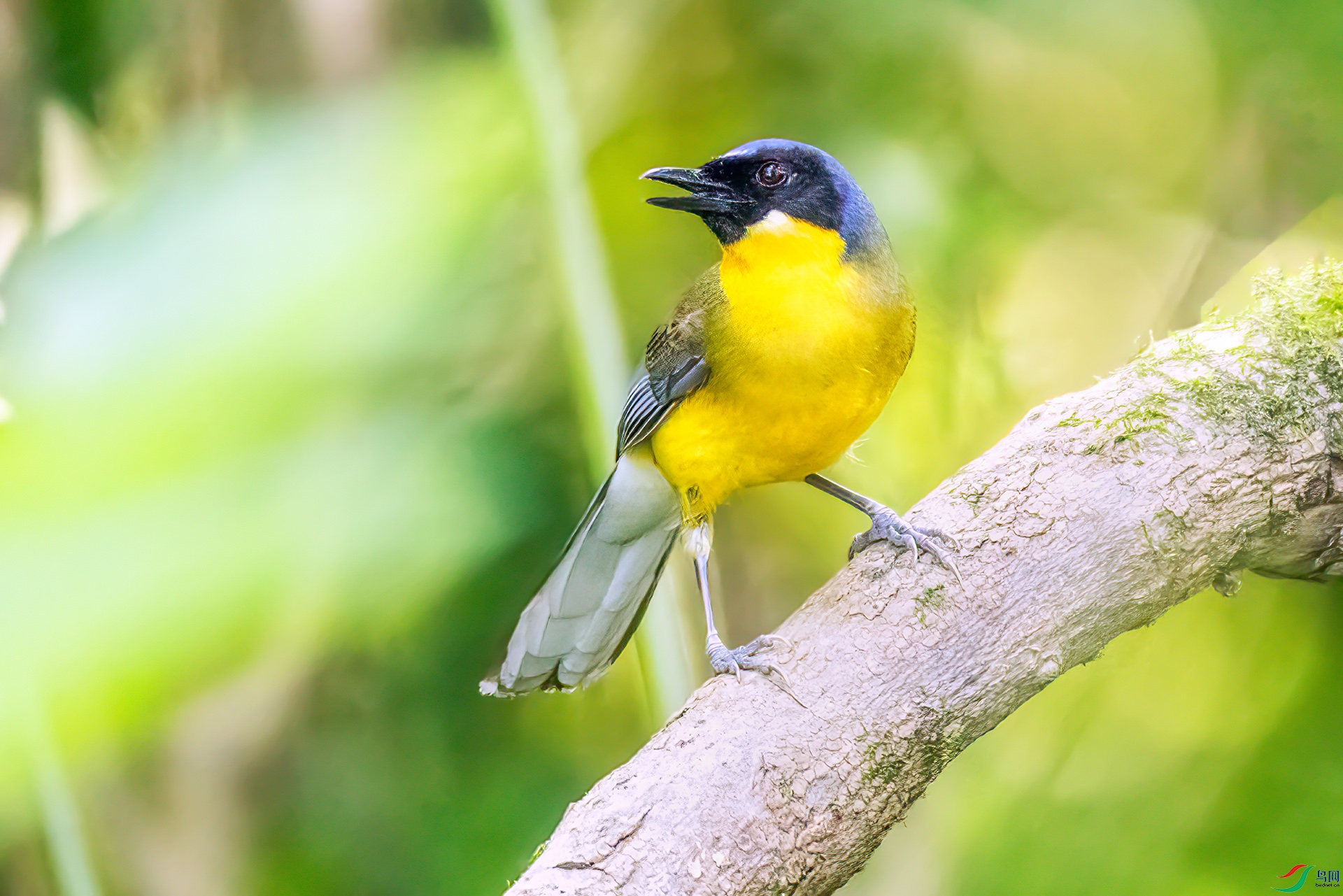 407A2549 ����-Sha----1 .jpg