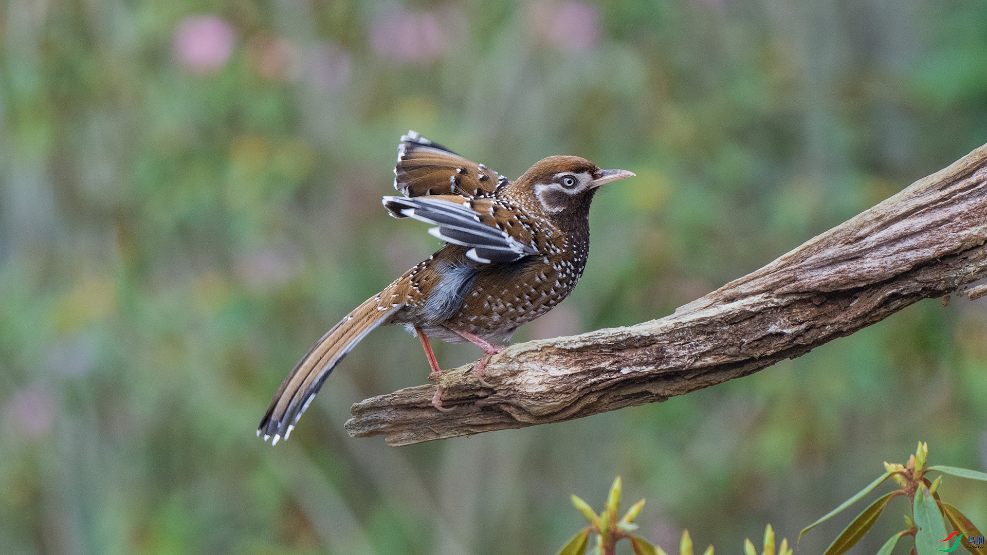 DSC_7386 ����.jpg